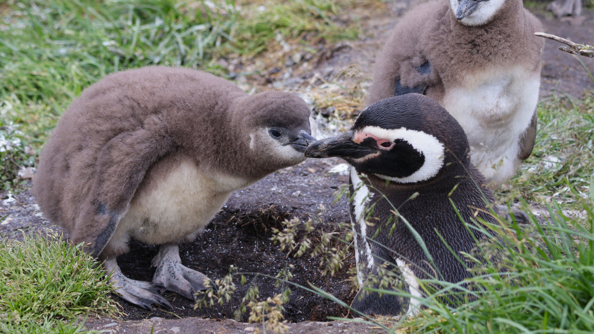 Magellanic Penguins standing together in a coastal Patagonian colony