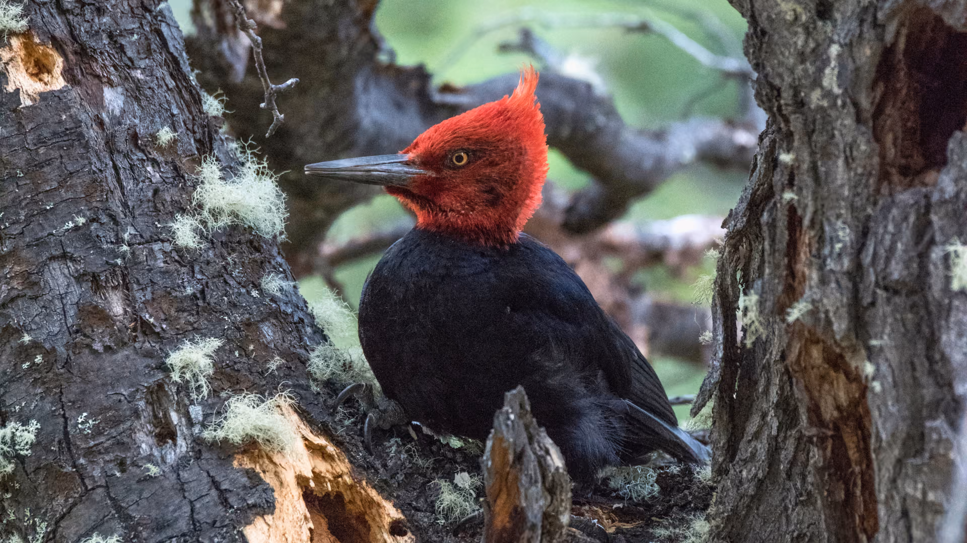 Male Magellanic Woodpecker with red head clinging to a lenga tree trunk in Patagonia