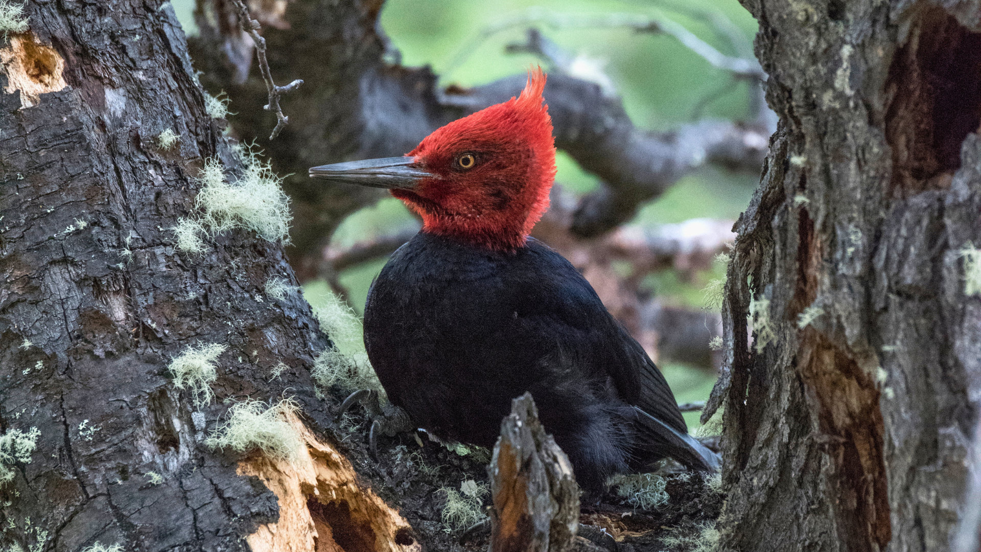 Male Magellanic Woodpecker with red head clinging to a lenga tree trunk in Patagonia
