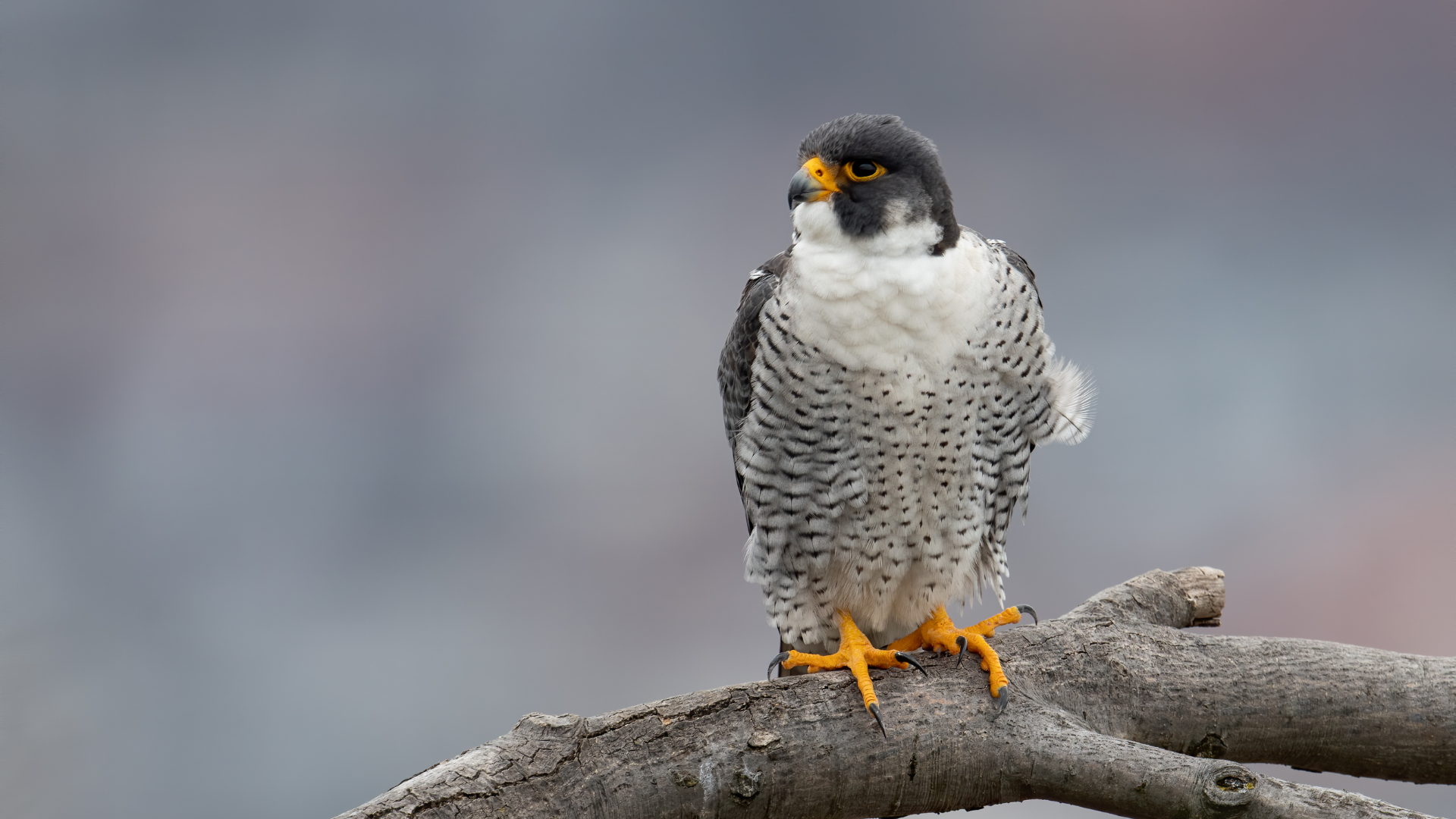 Peregrine Falcon perched on a tall urban ledge overlooking a city skyline