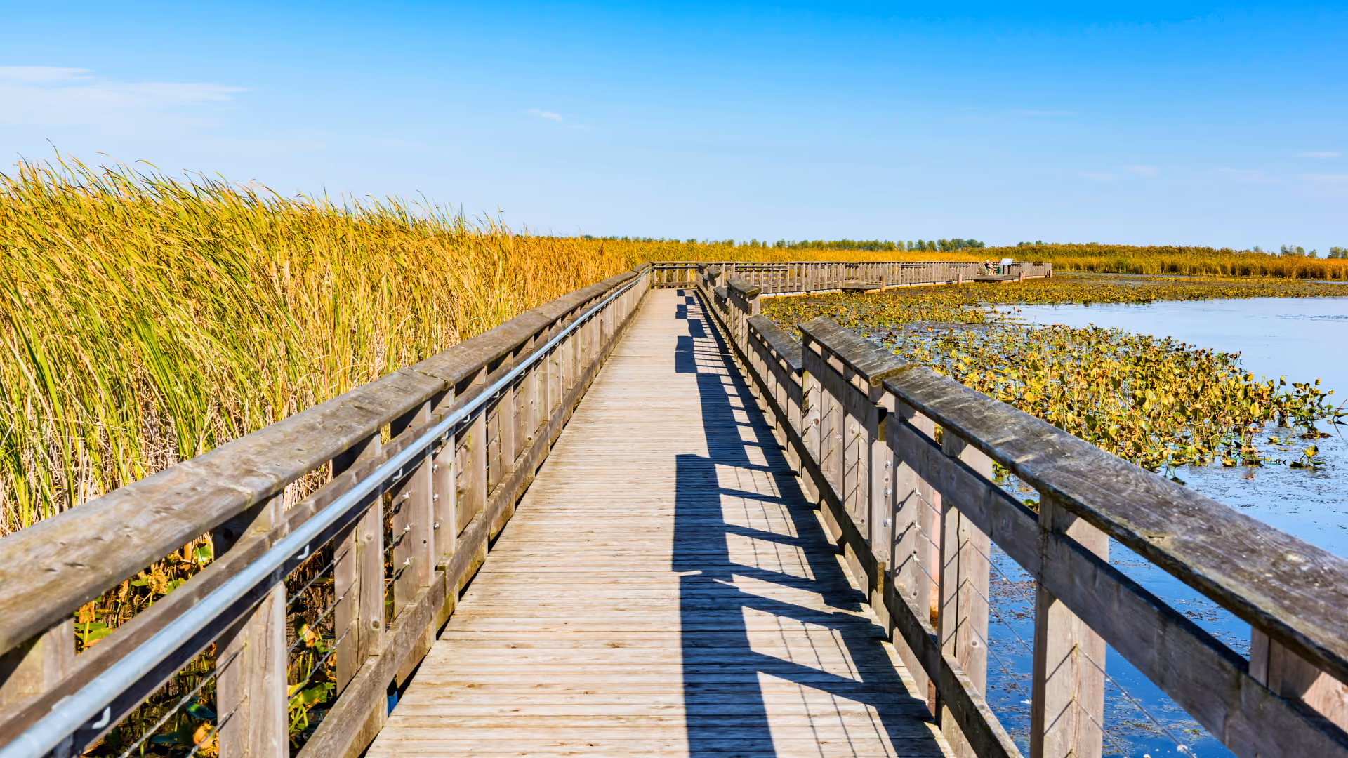 Warblers and migratory songbirds along the wooded trails of Point Pelee in May