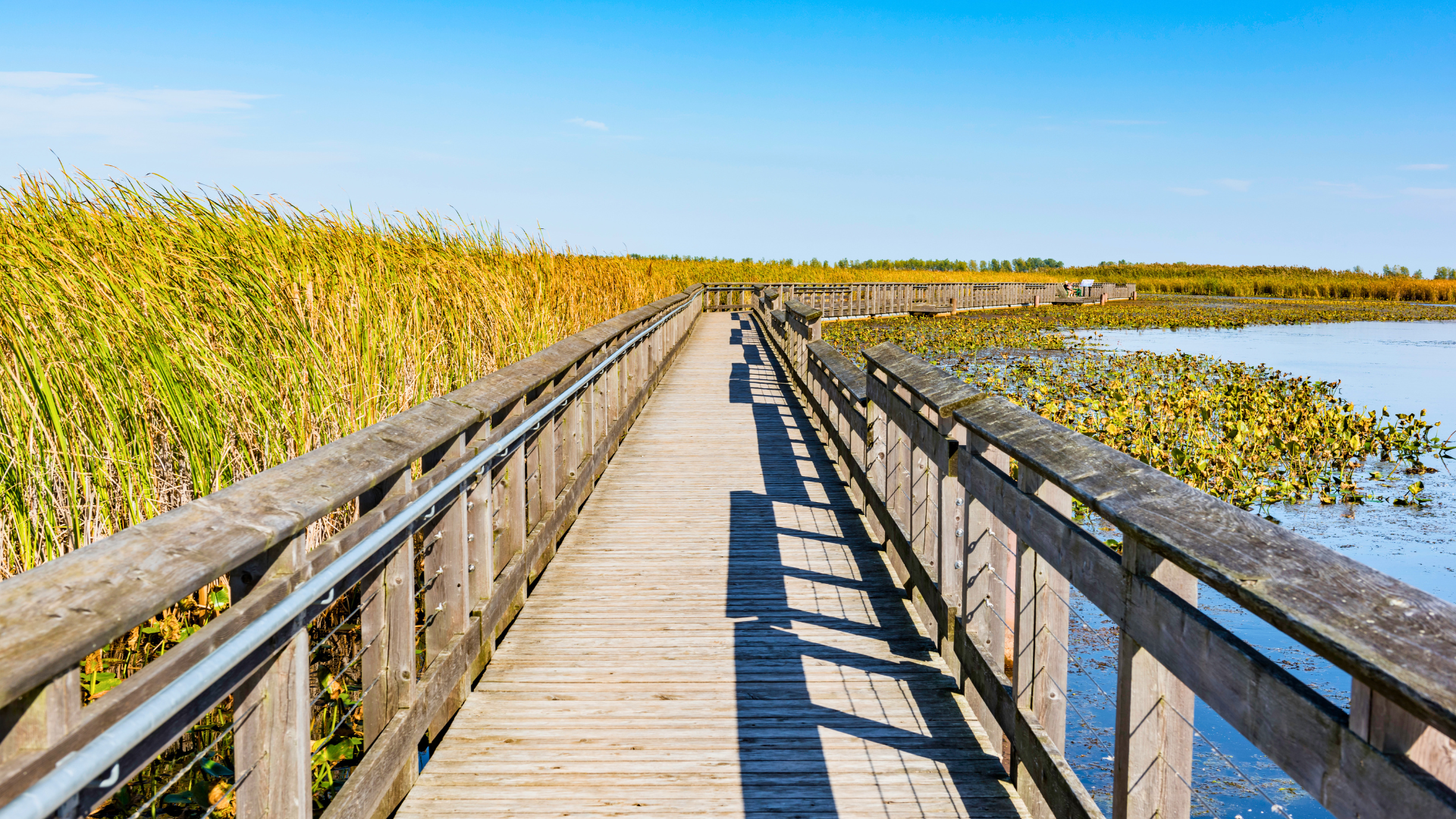 Warblers and migratory songbirds along the wooded trails of Point Pelee in May