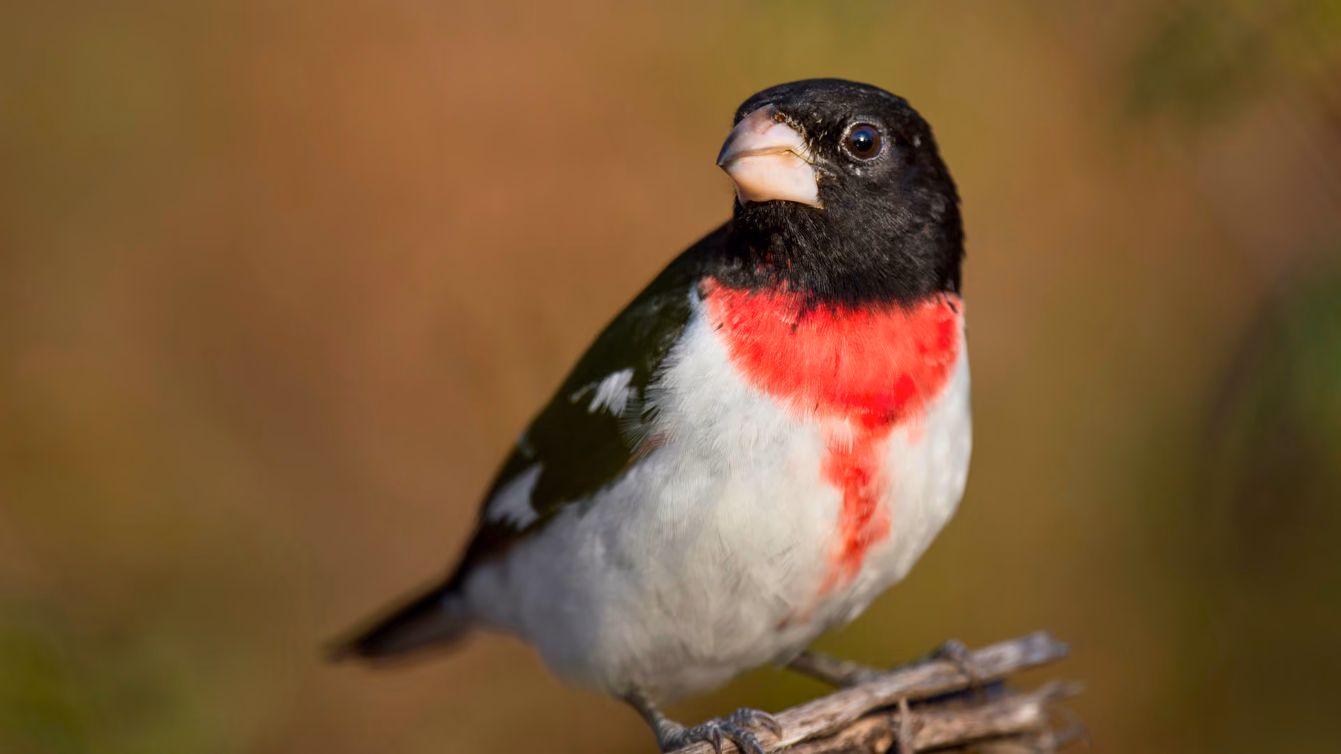 Male Rose-breasted Grosbeak perched on a blooming branch in spring