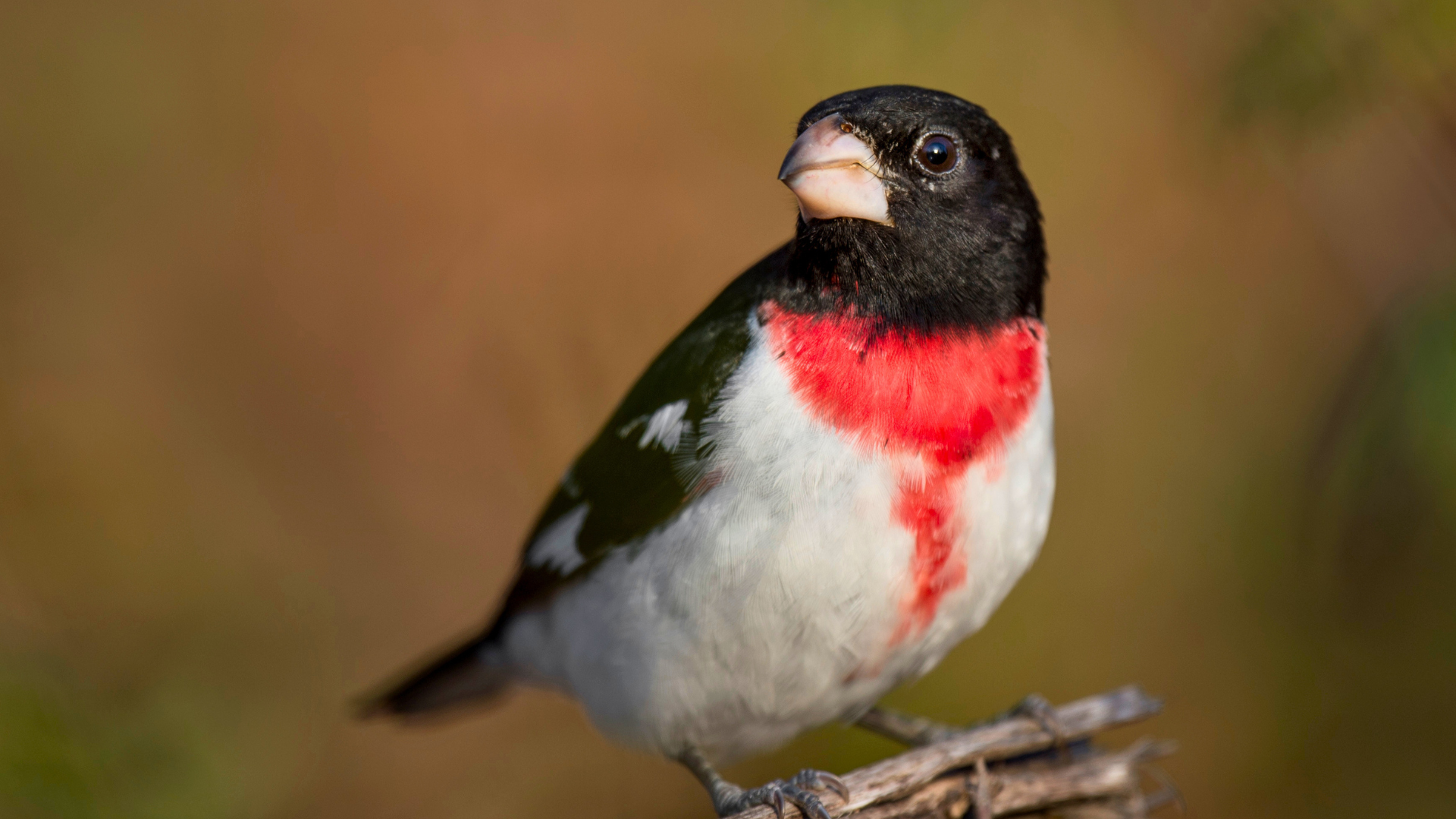 Male Rose-breasted Grosbeak perched on a blooming branch in spring