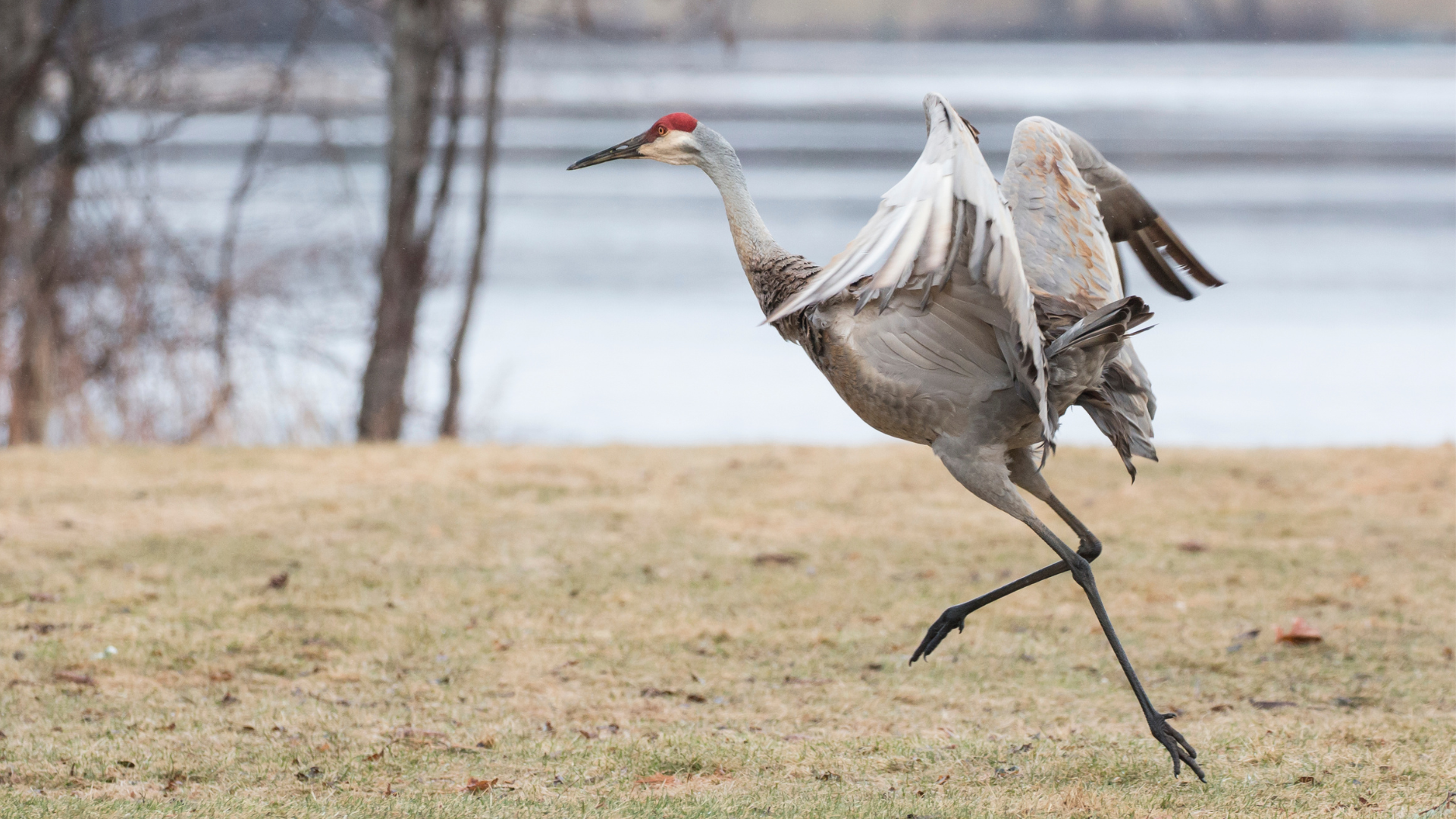 Pair of Sandhill Cranes performing a leaping courtship dance in a spring field