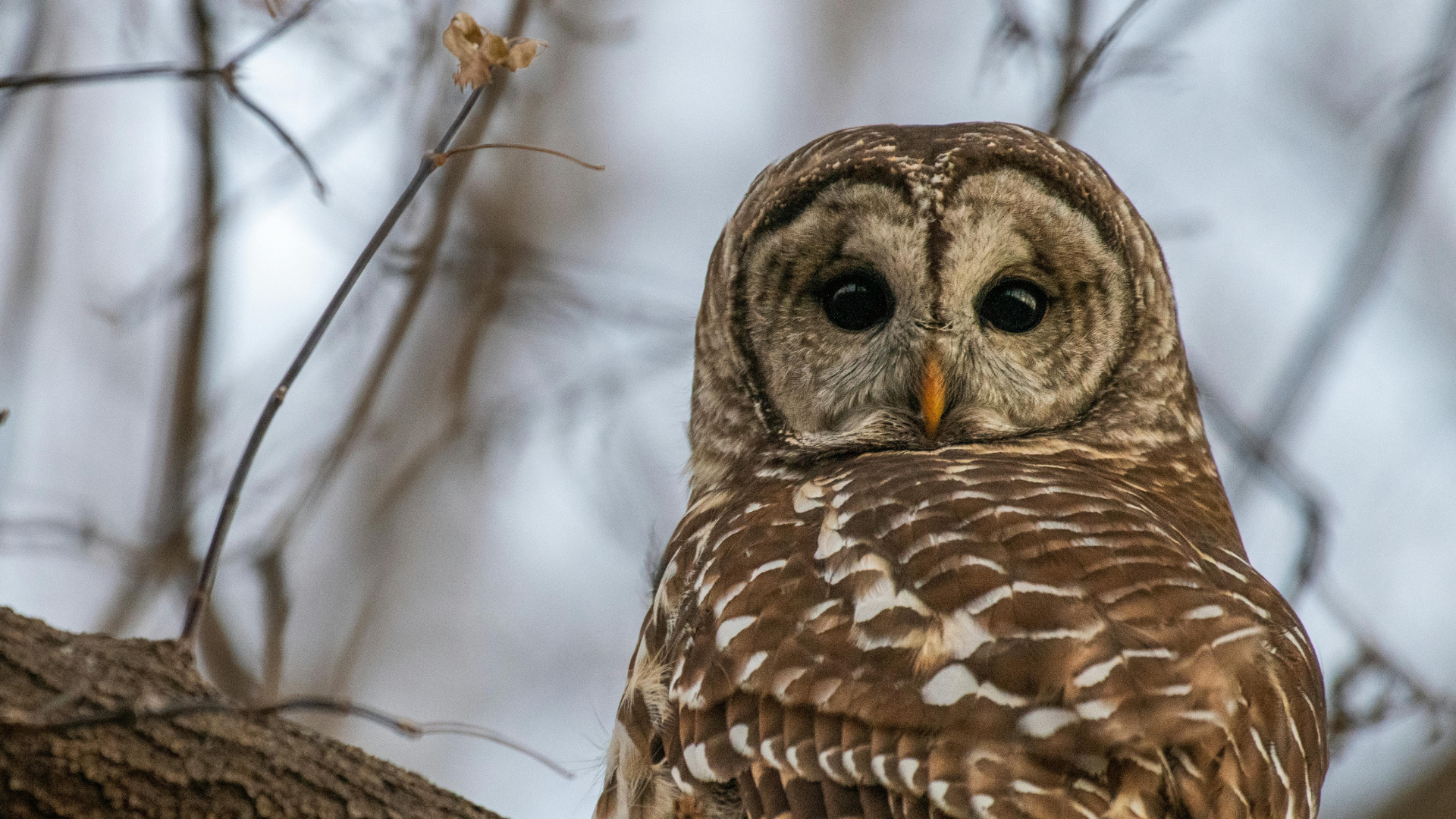 Owl camouflaged in a forest tree, illustrating how scanning reveals hidden birds