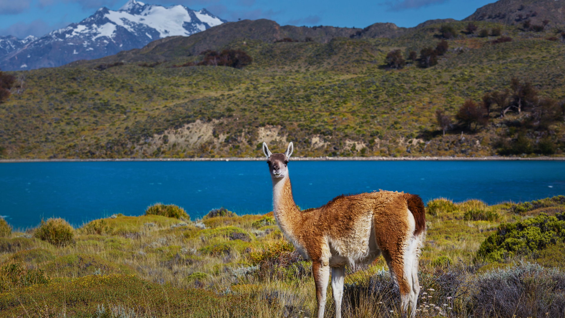 Gravel road winding through Patagonian steppe toward distant mountain peaks