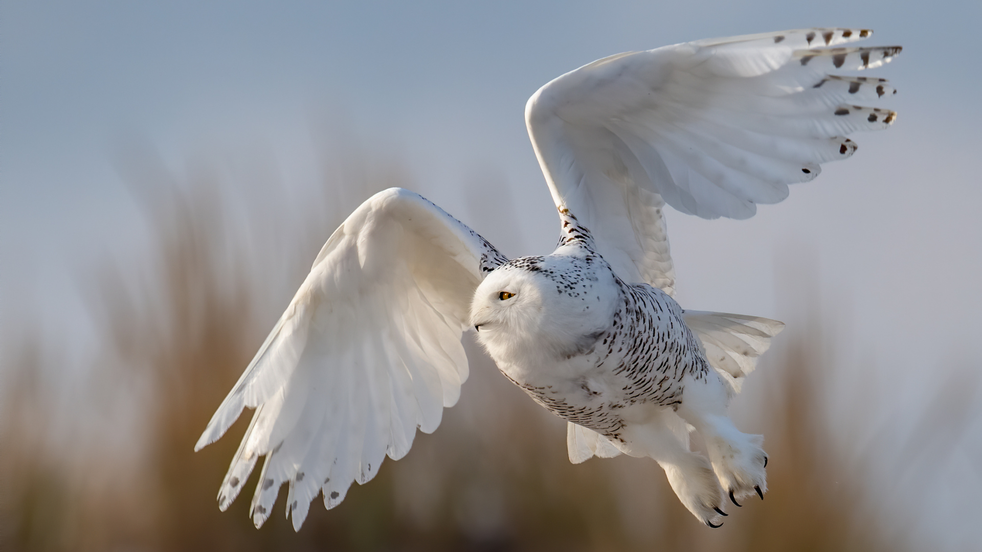 White Snowy Owl perched on snow-covered ground scanning open terrain