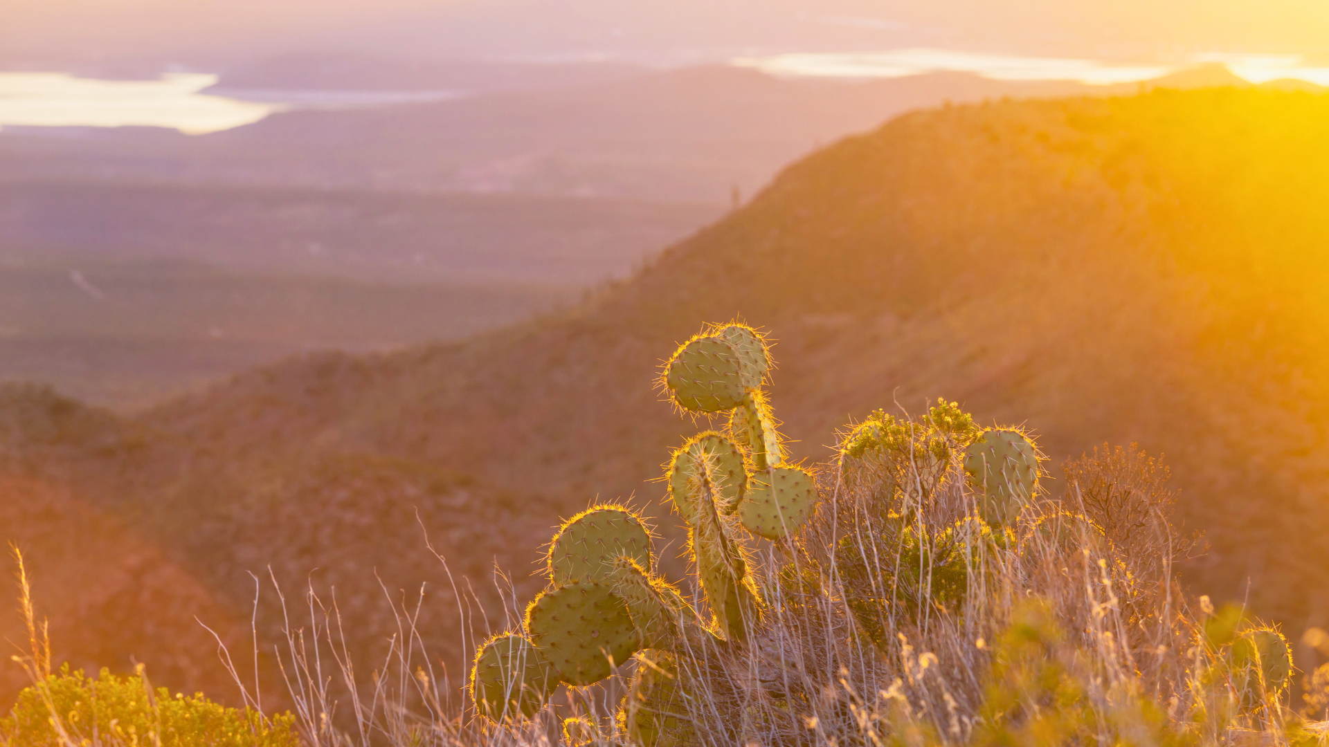 Colorful southwestern songbird perched in a Southeastern Arizona sky island canyon