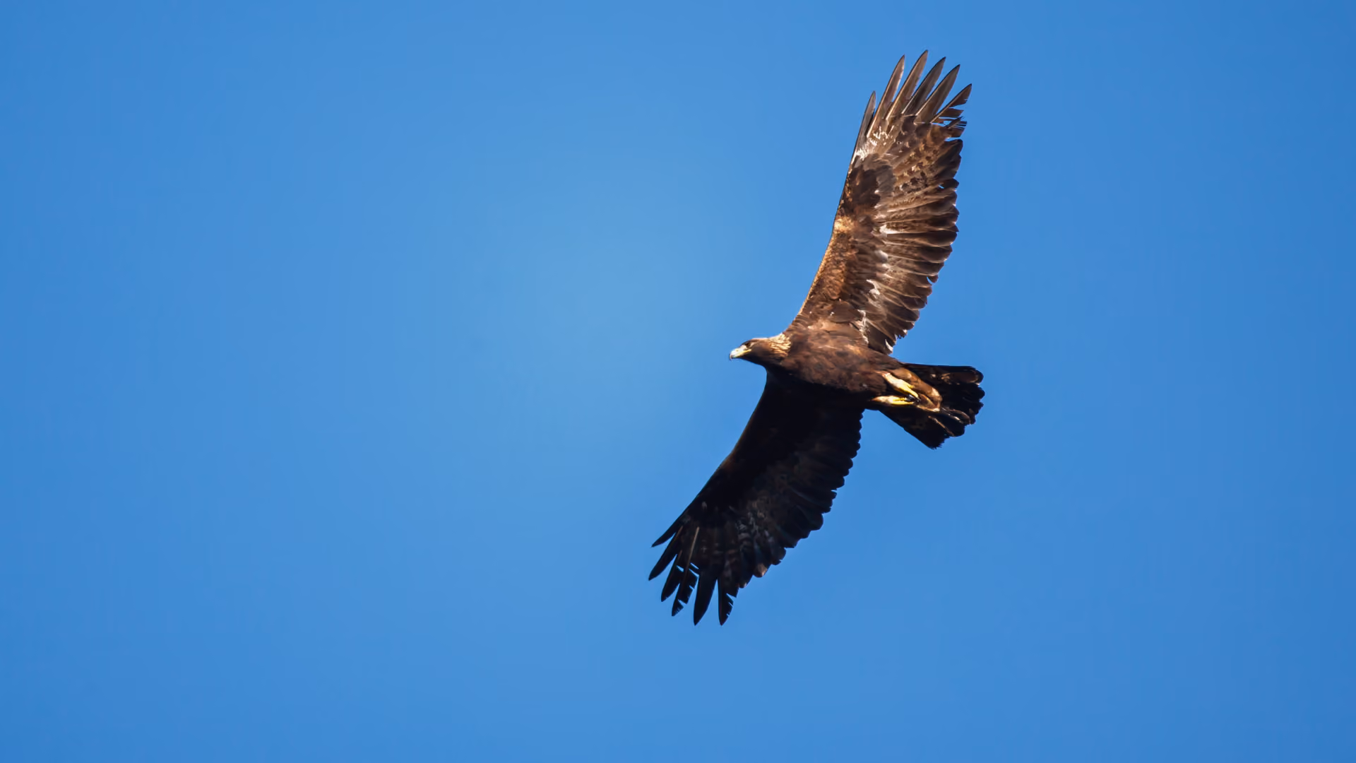 Migrating hawks riding thermal updrafts along a ridgeline in spring