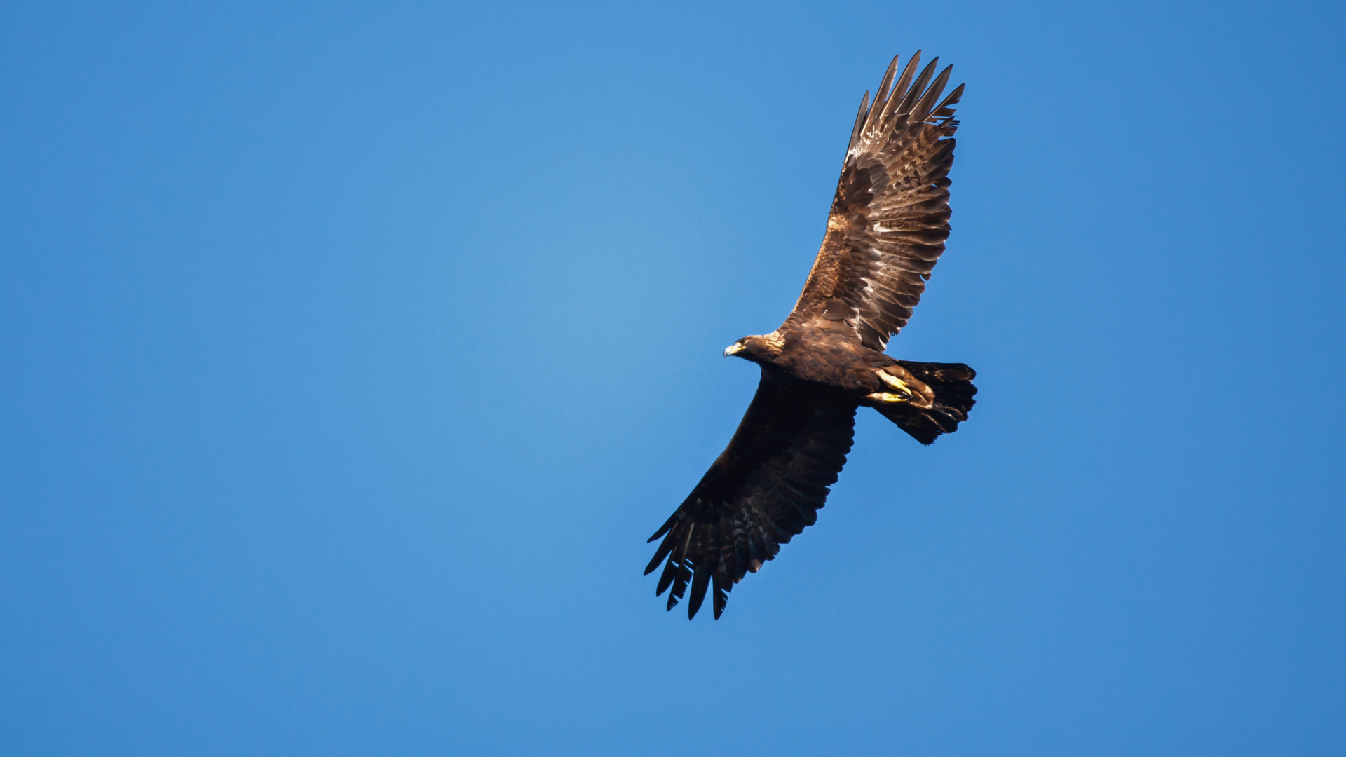 Migrating hawks riding thermal updrafts along a ridgeline in spring