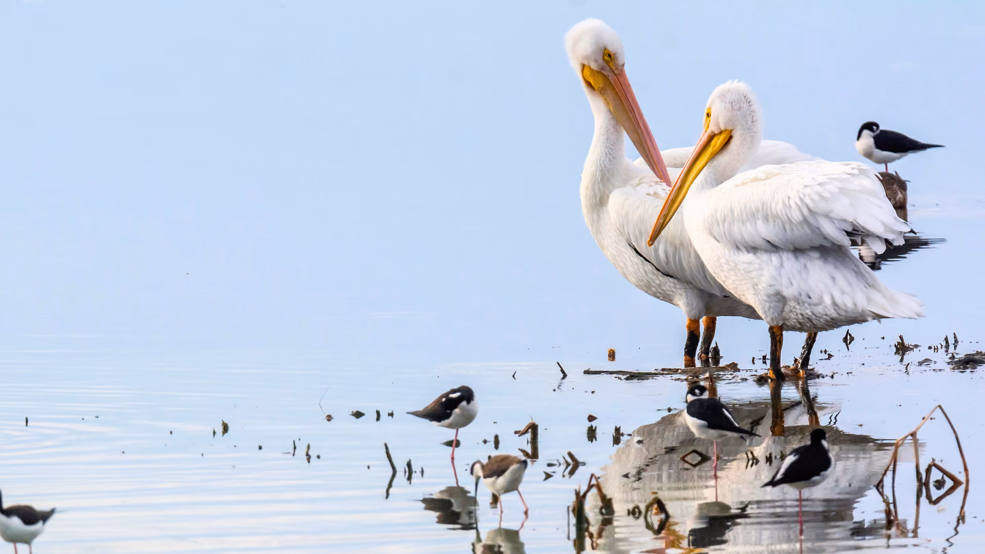 Migrating warblers in coastal oaks along the Texas Gulf Coast during spring