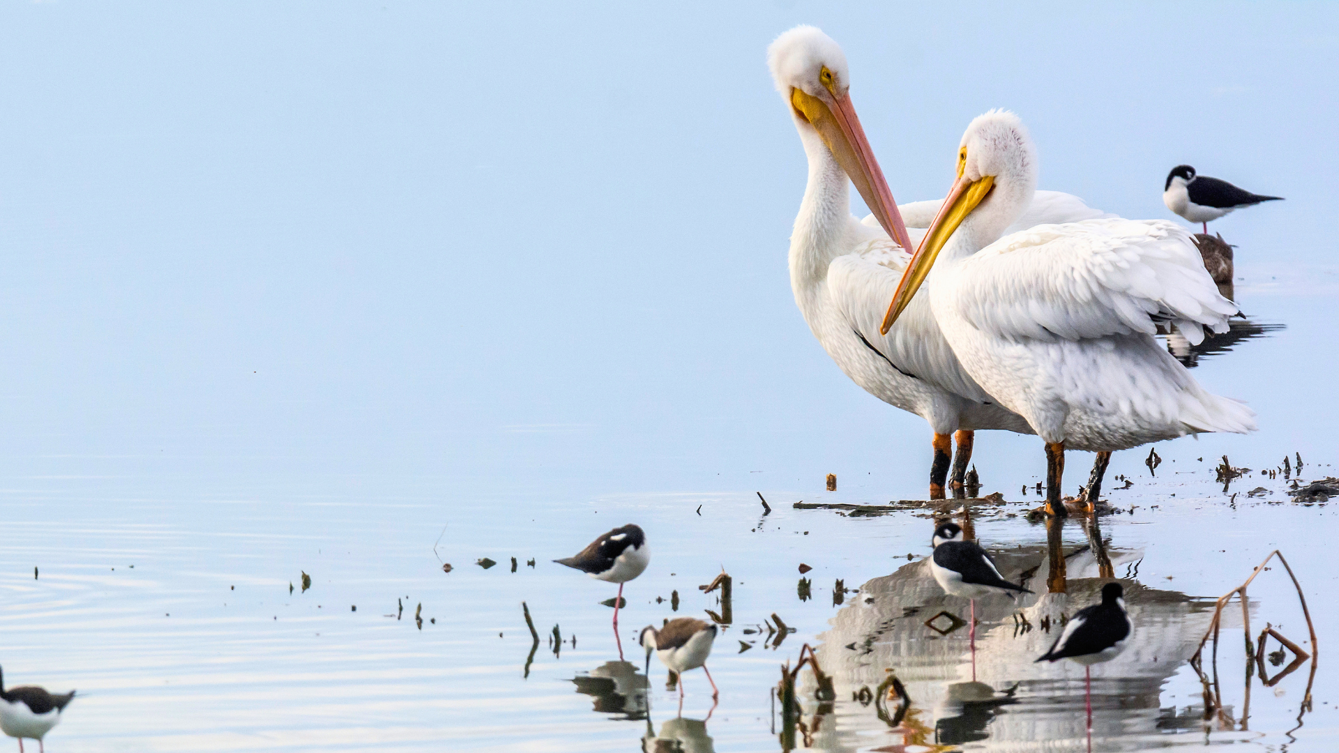 Migrating warblers in coastal oaks along the Texas Gulf Coast during spring
