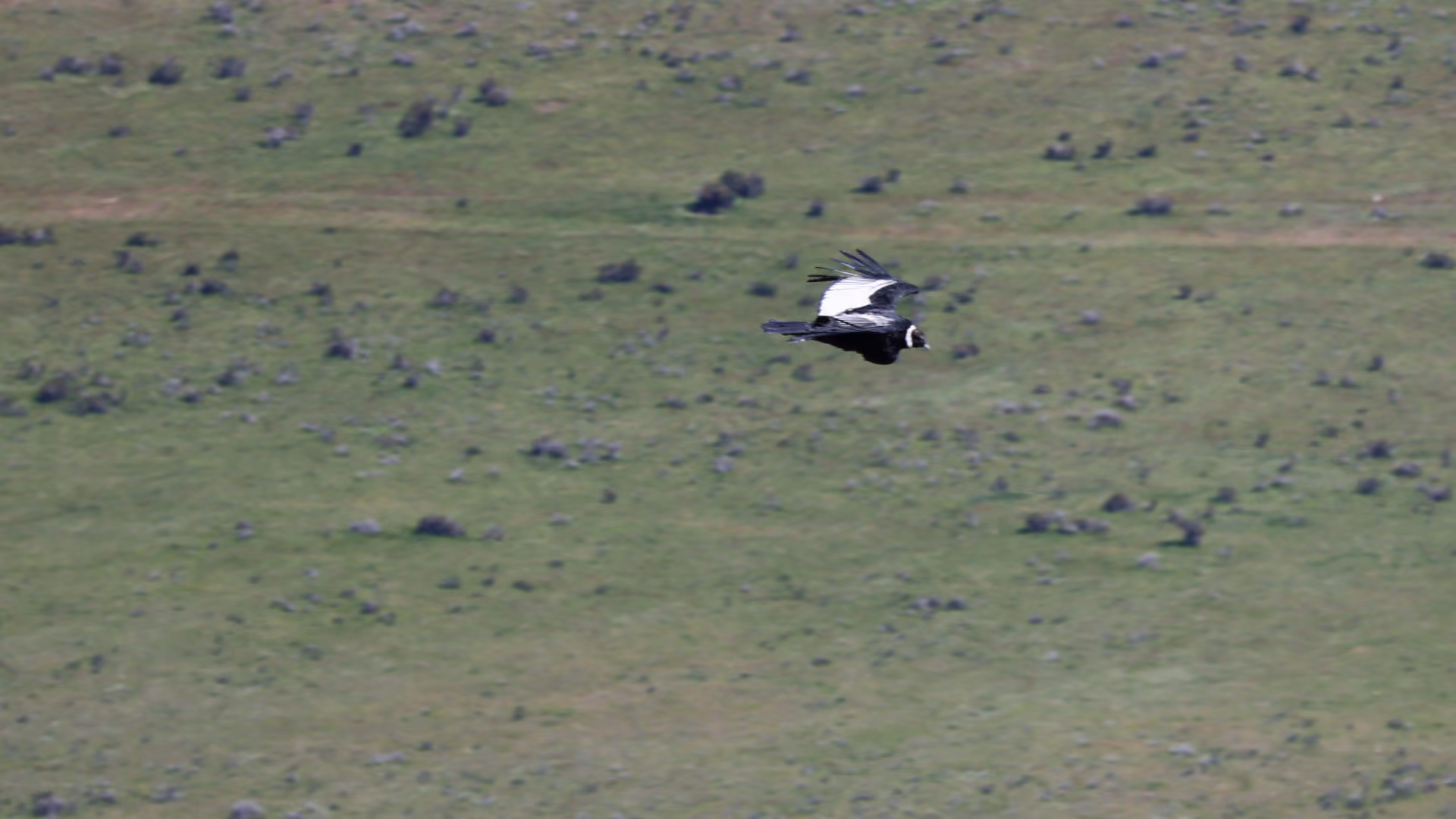 Andean Condor soaring with wings spread wide over Patagonian mountains