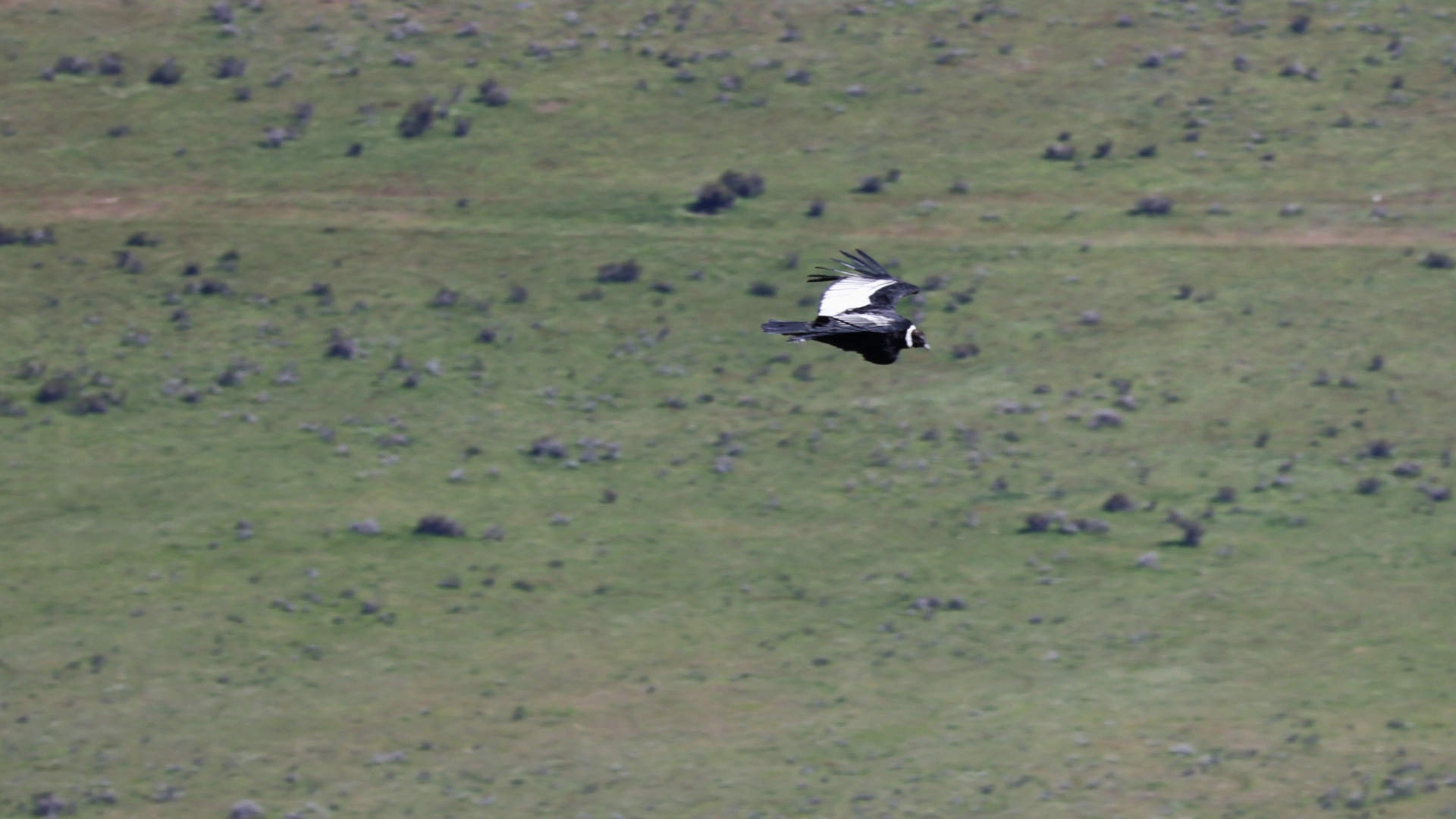 Andean Condor soaring with wings spread wide over Patagonian mountains