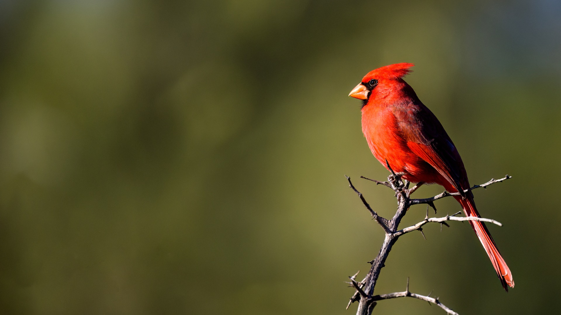 Male Northern Cardinal with vivid red plumage perched on a winter branch