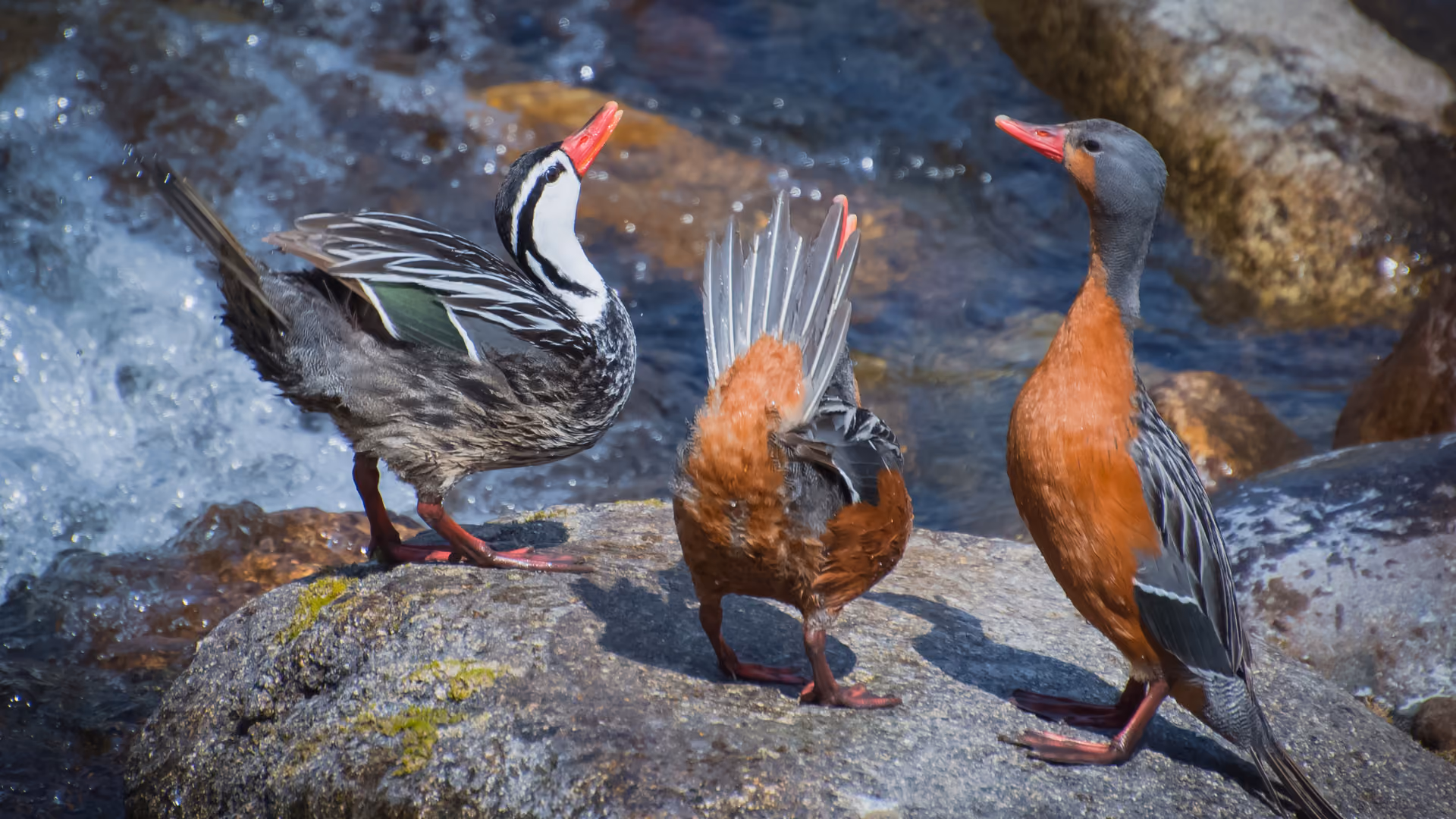 Male Torrent Duck standing on a boulder in a fast-flowing Patagonian river