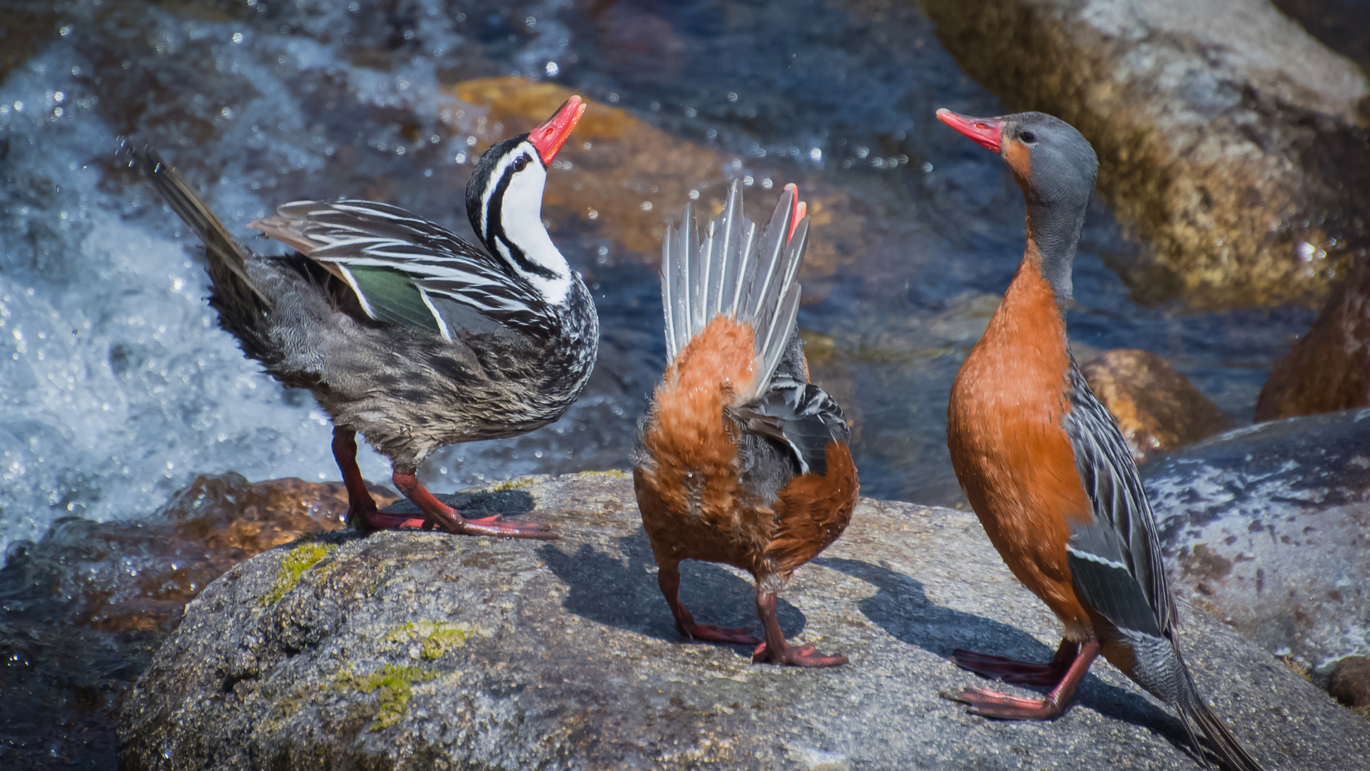 Male Torrent Duck standing on a boulder in a fast-flowing Patagonian river