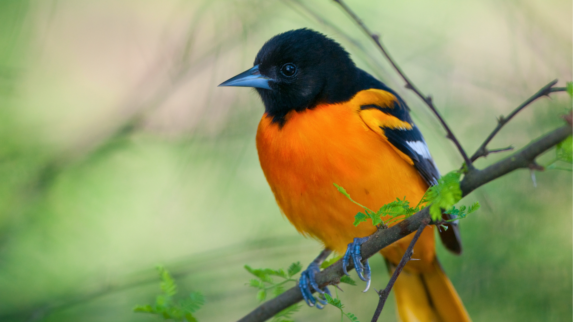 Vivid orange male Baltimore Oriole perched on a blooming spring branch