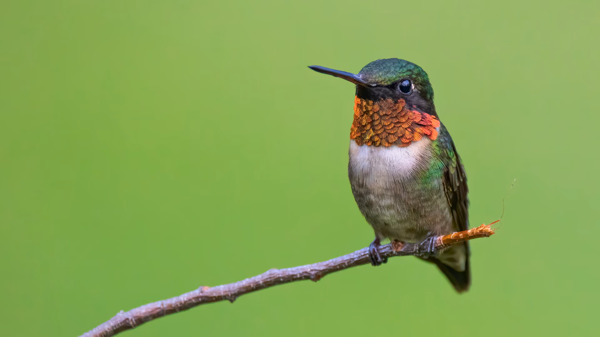 Male Ruby-throated Hummingbird perched