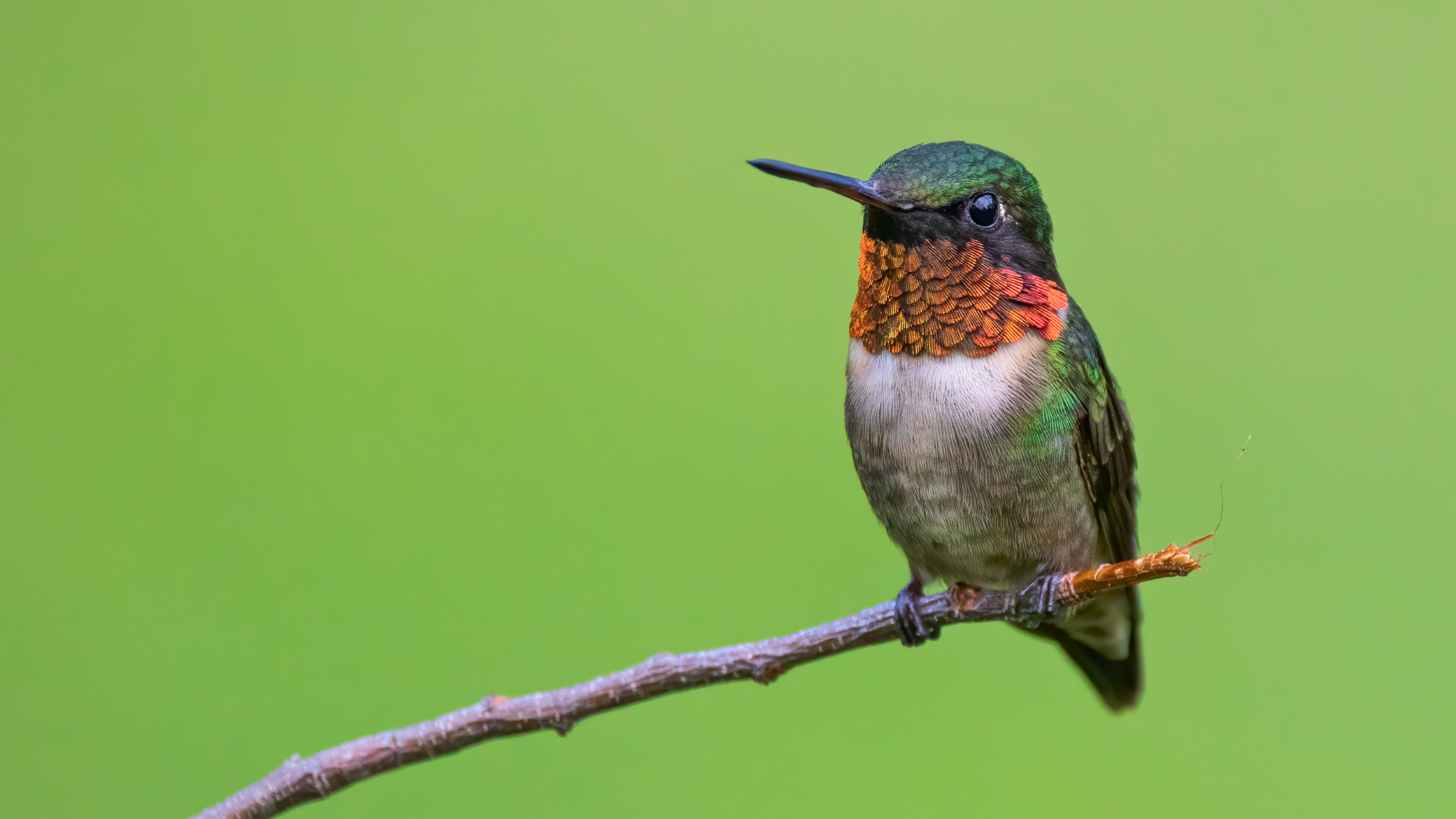 Male Ruby-throated Hummingbird perched