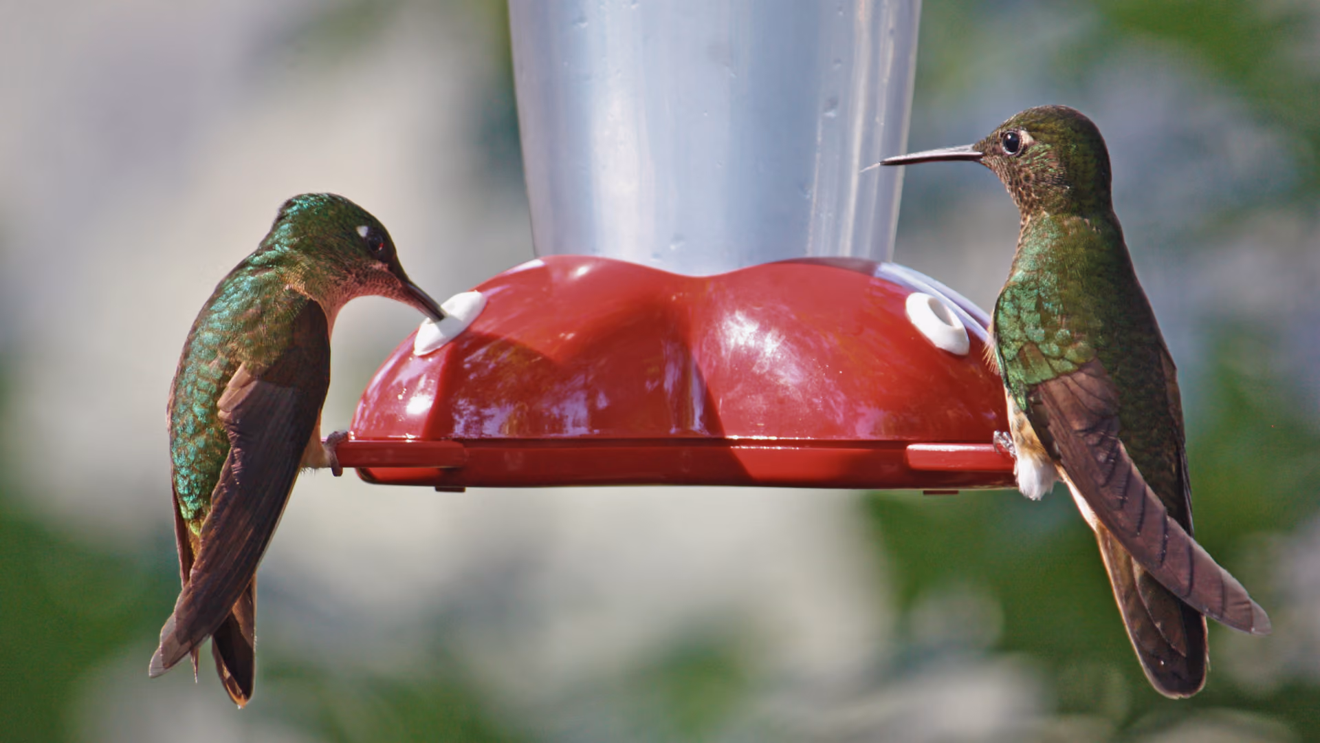 Ruby-throated Hummingbird feeding at a red nectar feeder in spring