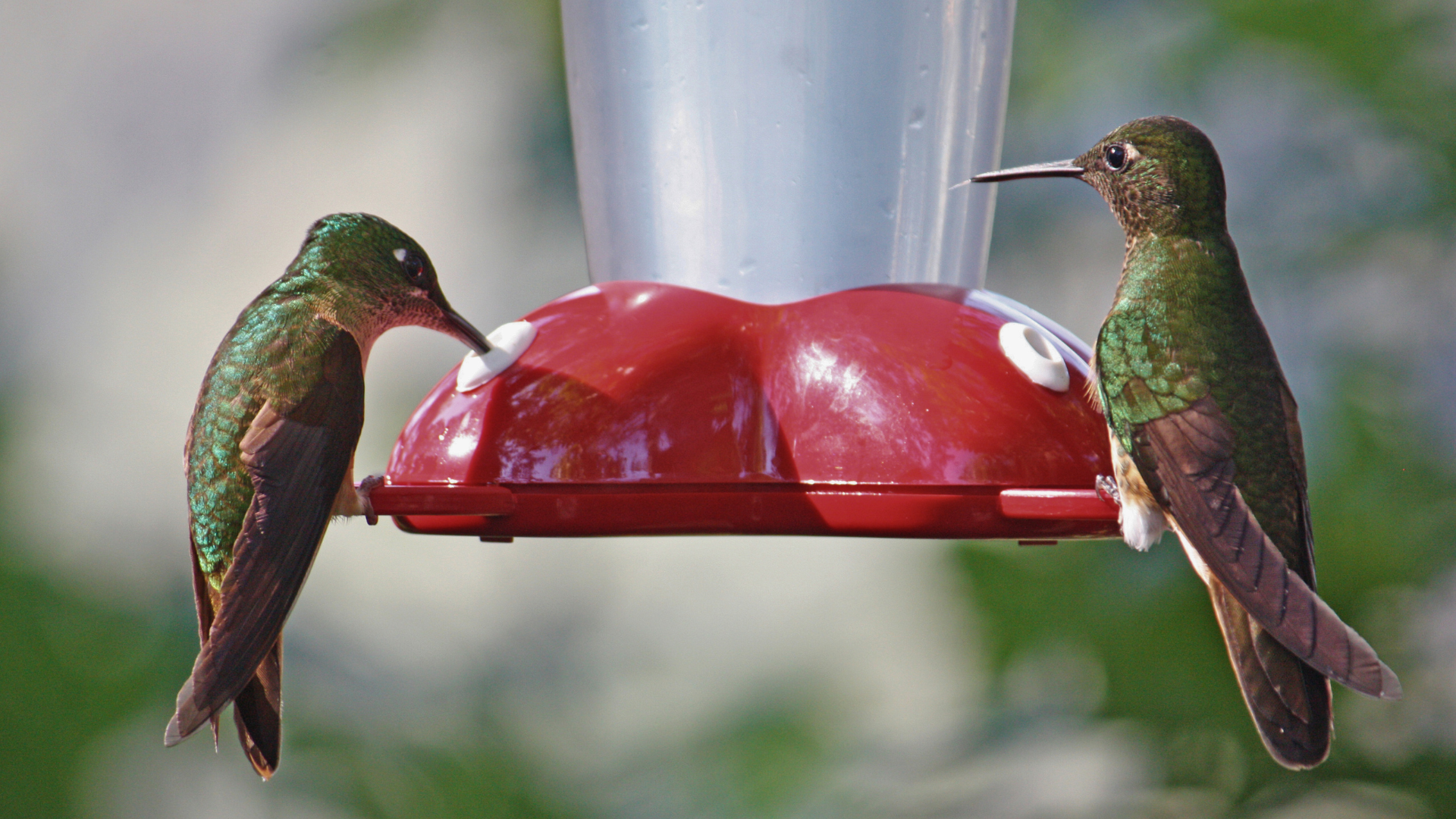 Ruby-throated Hummingbird feeding at a red nectar feeder in spring