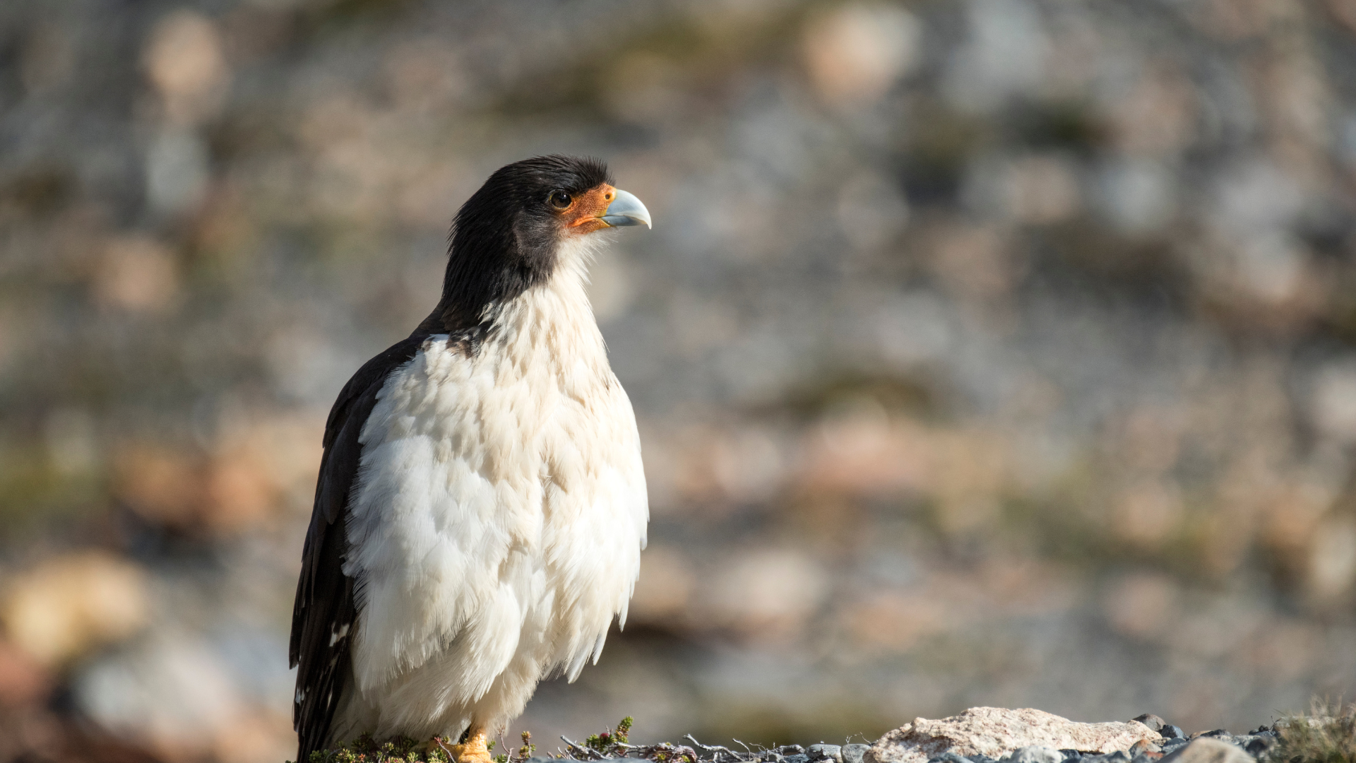 White-throated Caracara perched on a rock in Patagonian grassland