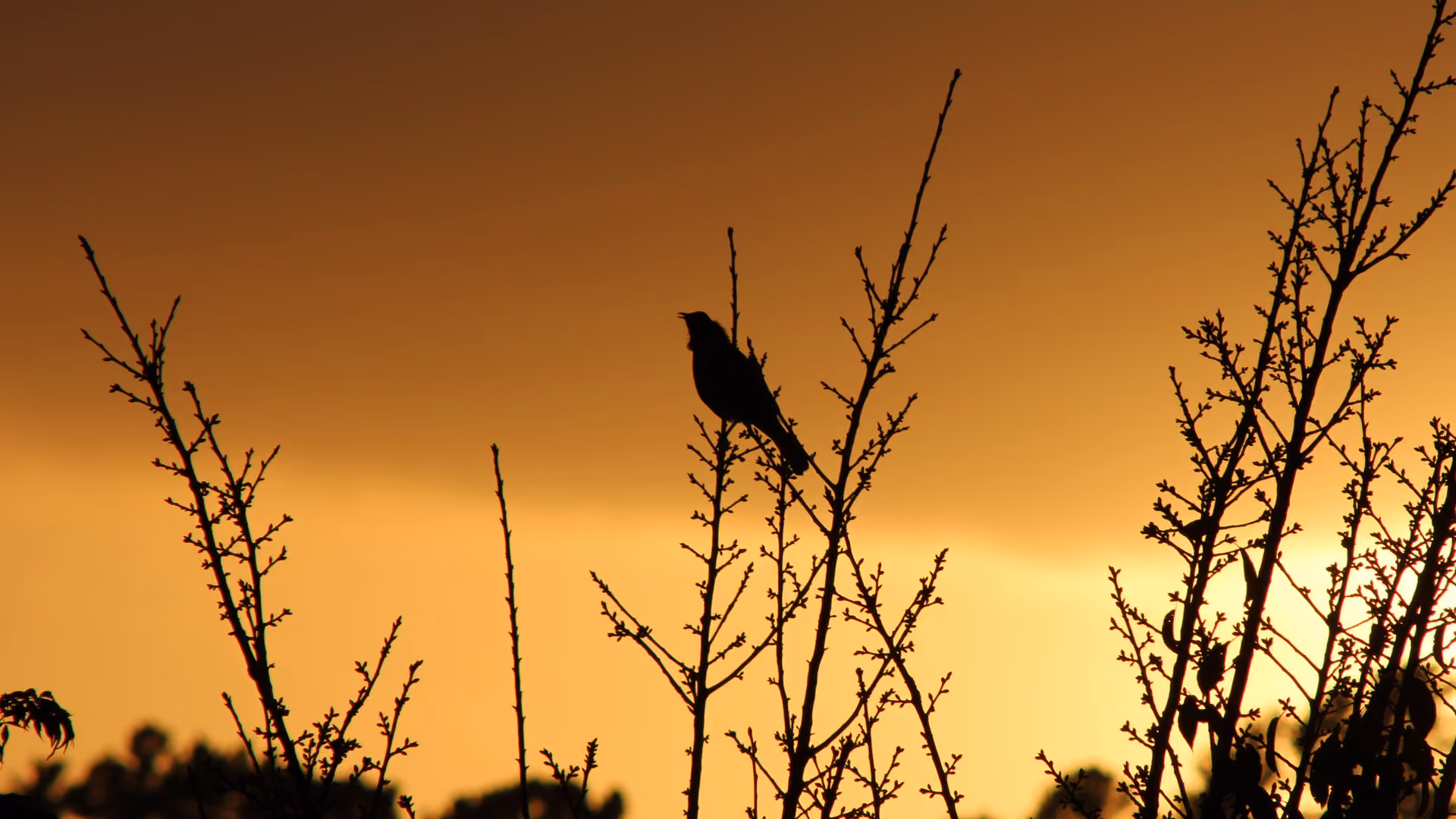 Multiple songbirds singing at dawn with soft morning light filtering through trees