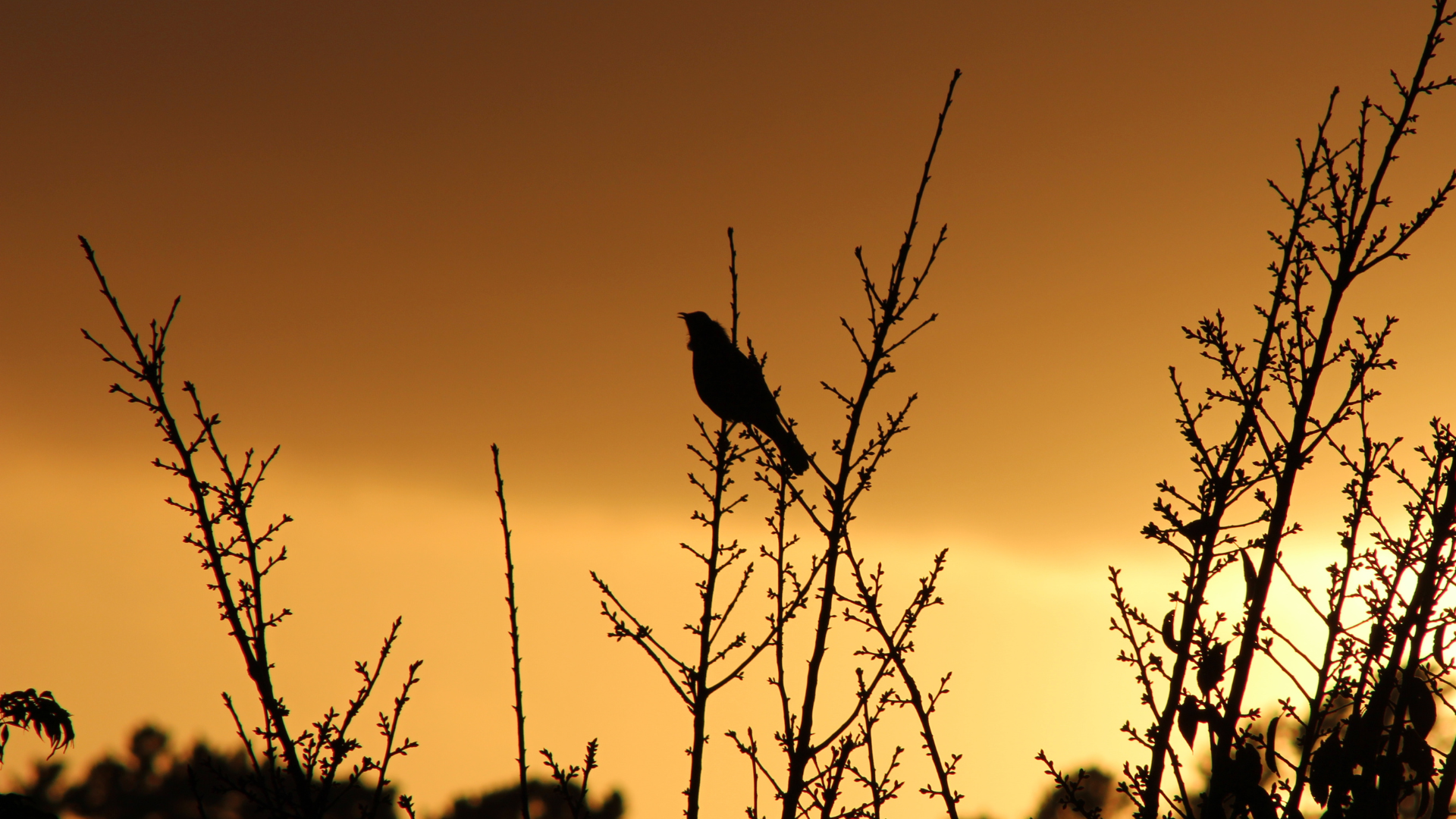 Multiple songbirds singing at dawn with soft morning light filtering through trees
