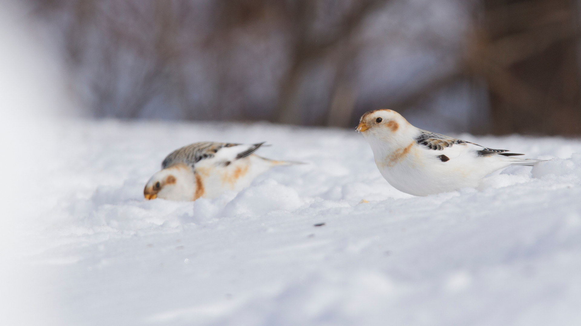 Two Snow Buntings in white winter plumage standing on a snow-covered field