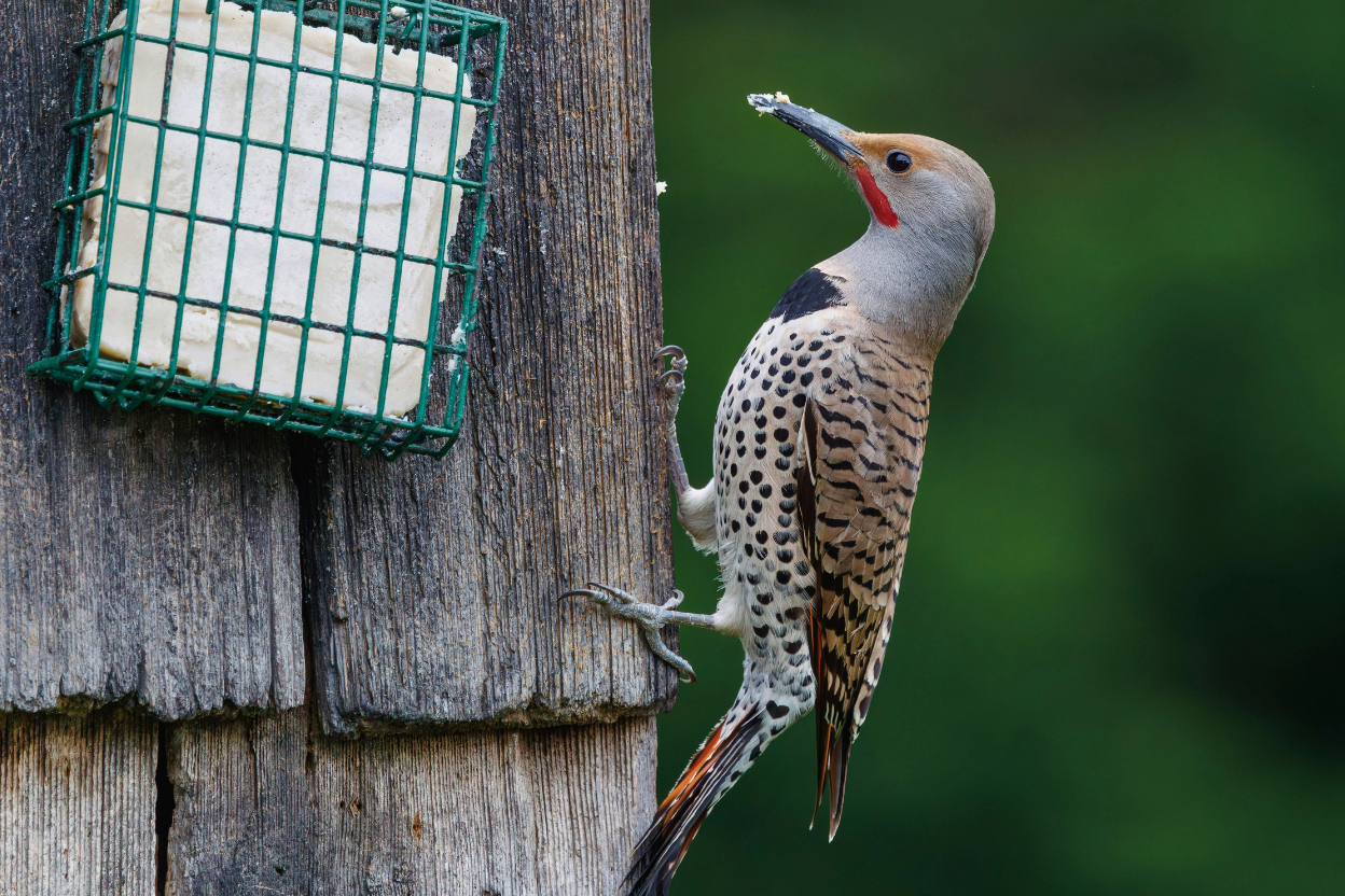 An Northen flicker at a feeder