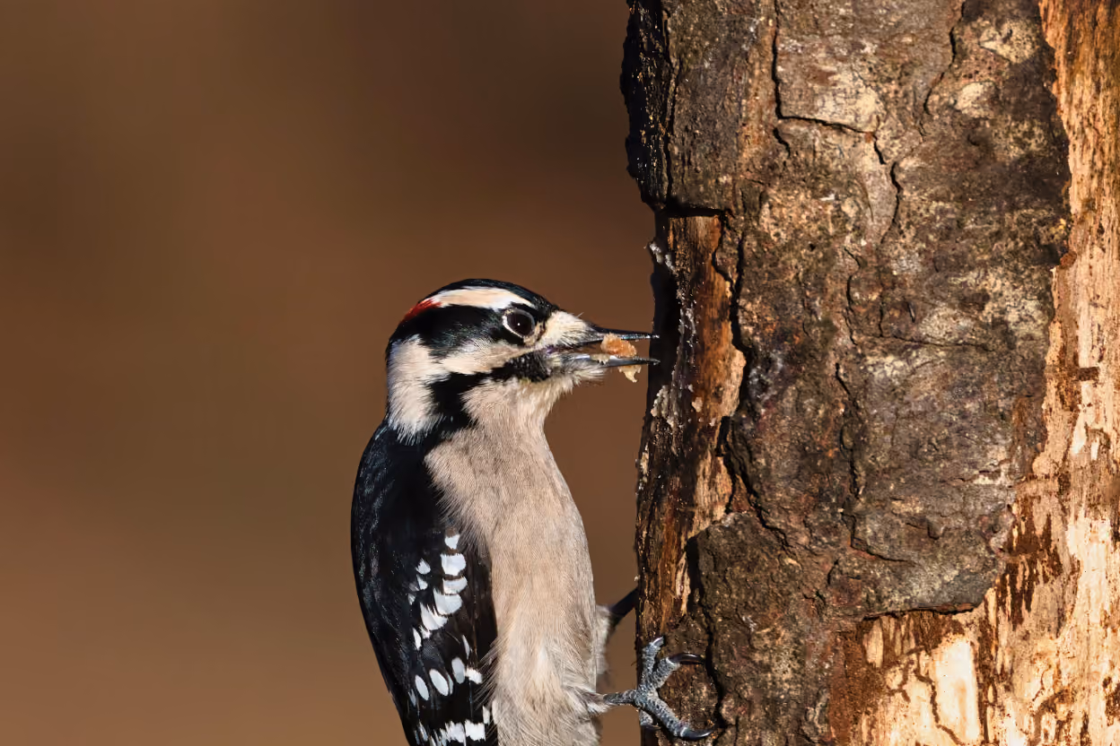 A Downy Woodpecker pecking on a dead tree trunk, illustrating why woodpeckers peck.