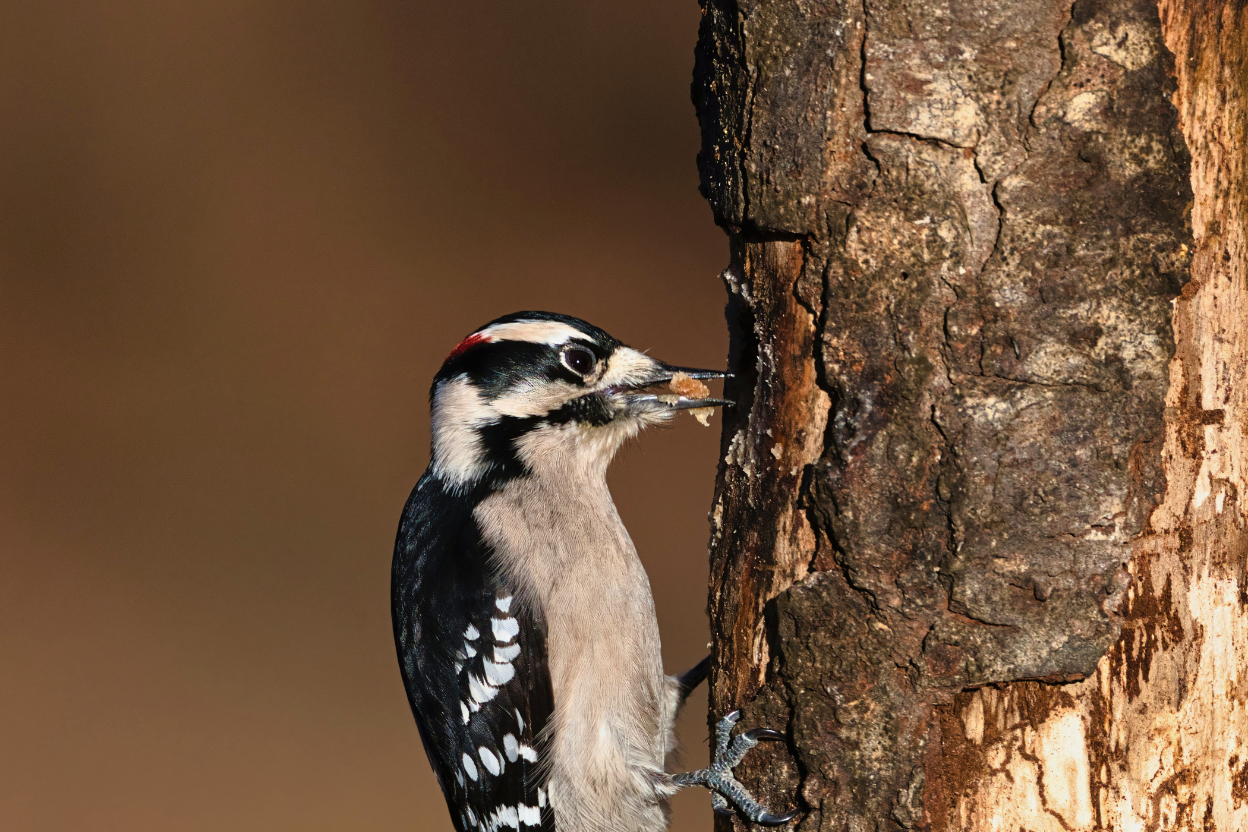A Downy Woodpecker pecking on a dead tree trunk, illustrating why woodpeckers peck.