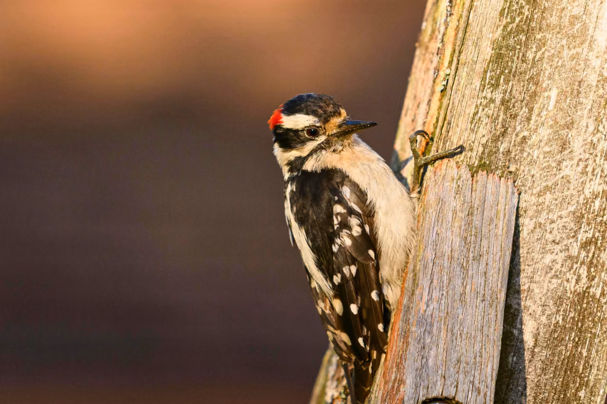 Downy woodpecker foraging