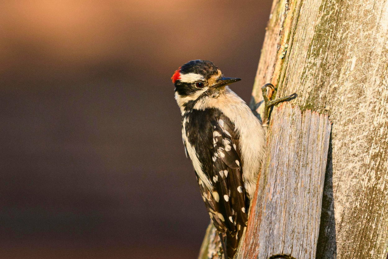 Downy woodpecker foraging