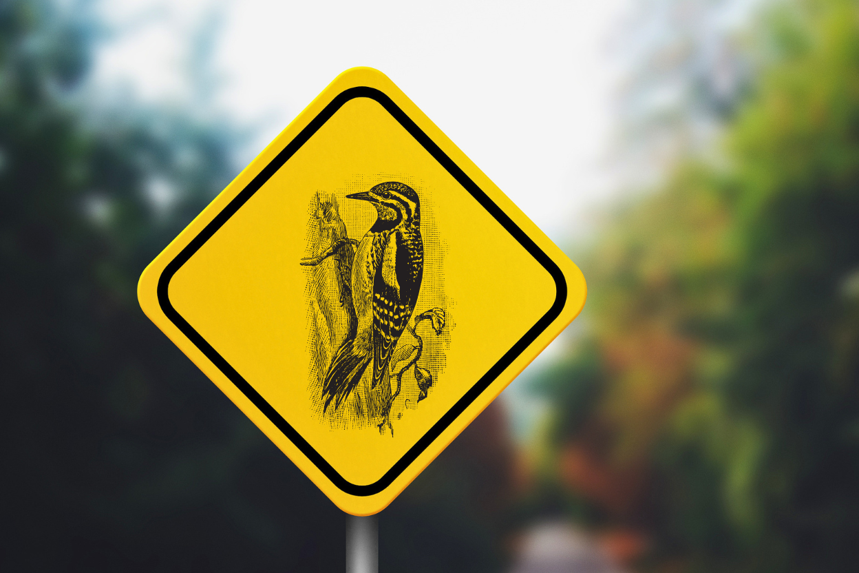 A Yellow-bellied Sapsucker drumming on a metal road sign in spring.