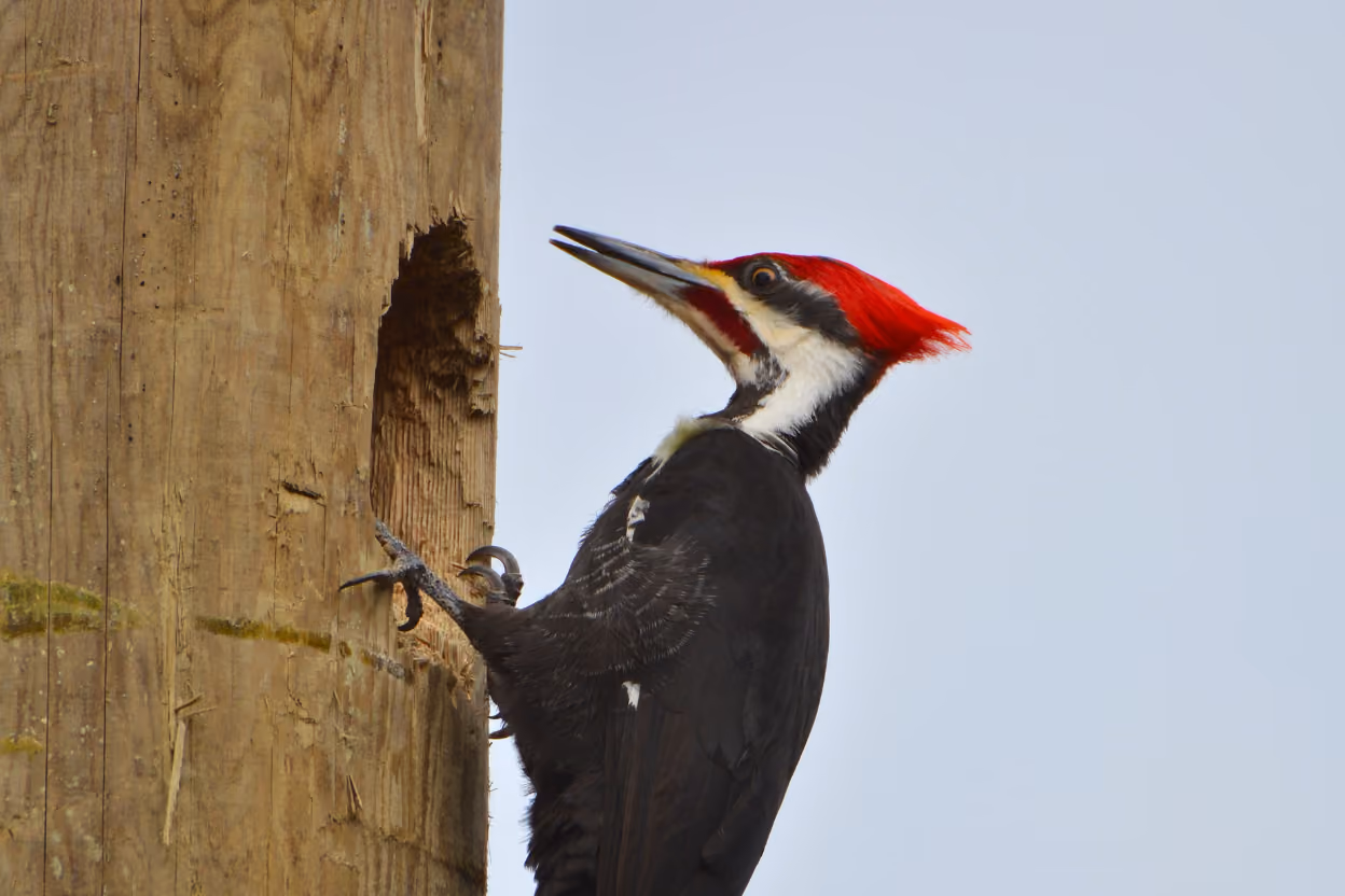 A wooden utility pole drilled by Pileated woodpecker against an open sky.
