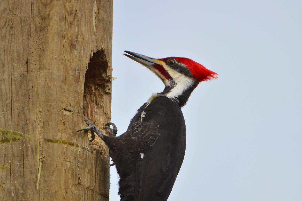 A wooden utility pole drilled by Pileated woodpecker against an open sky.