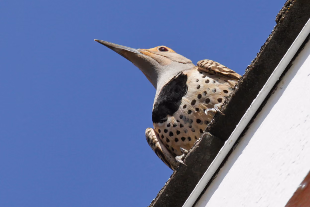 Reflective scare tape and bird spikes on a chimney to deter woodpeckers.