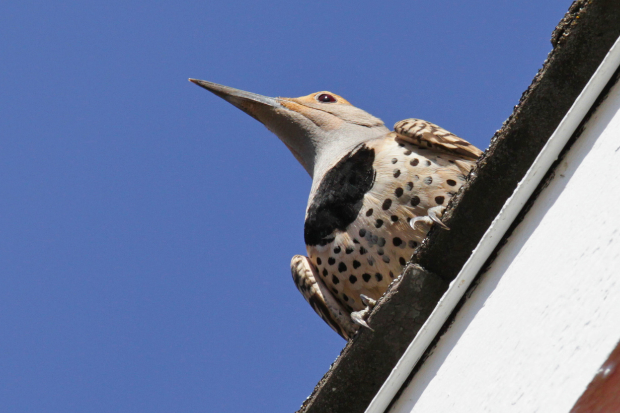 Reflective scare tape and bird spikes on a chimney to deter woodpeckers.