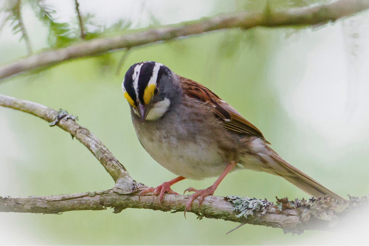 A White-throated Sparrow perched near a house window, a species frequently found after collisions.