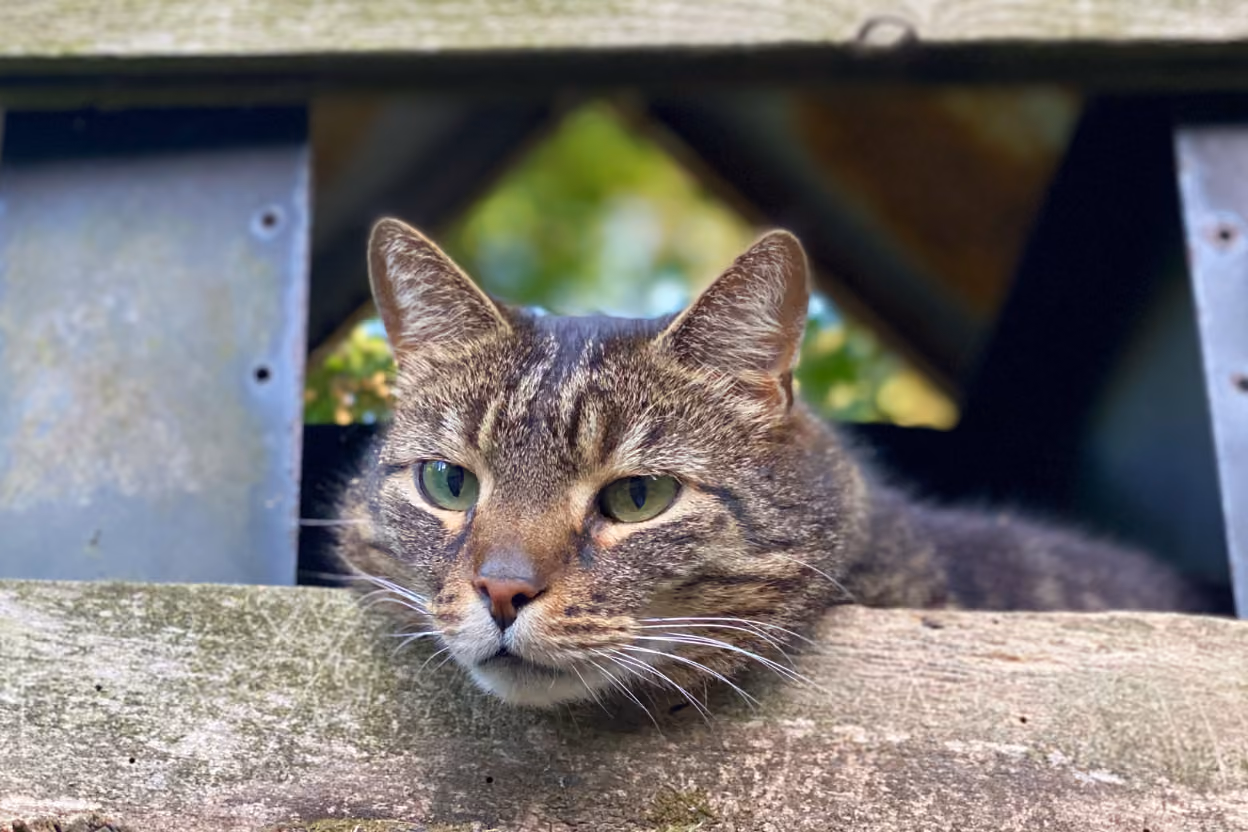 An outdoor cat watching birds at a backyard feeder in a North American suburb.