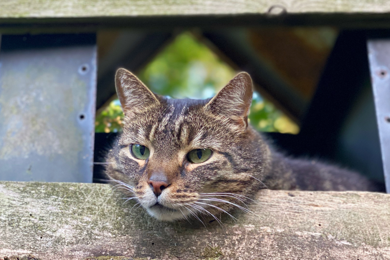 An outdoor cat watching birds at a backyard feeder in a North American suburb.