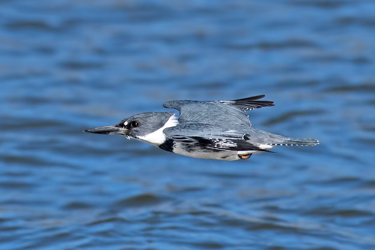 A Belted Kingfisher in flight beside a large lakeside window.