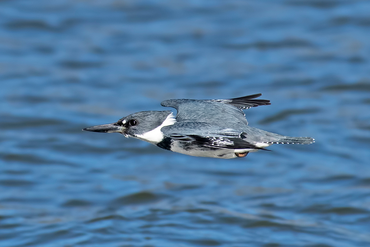 A Belted Kingfisher in flight beside a large lakeside window.