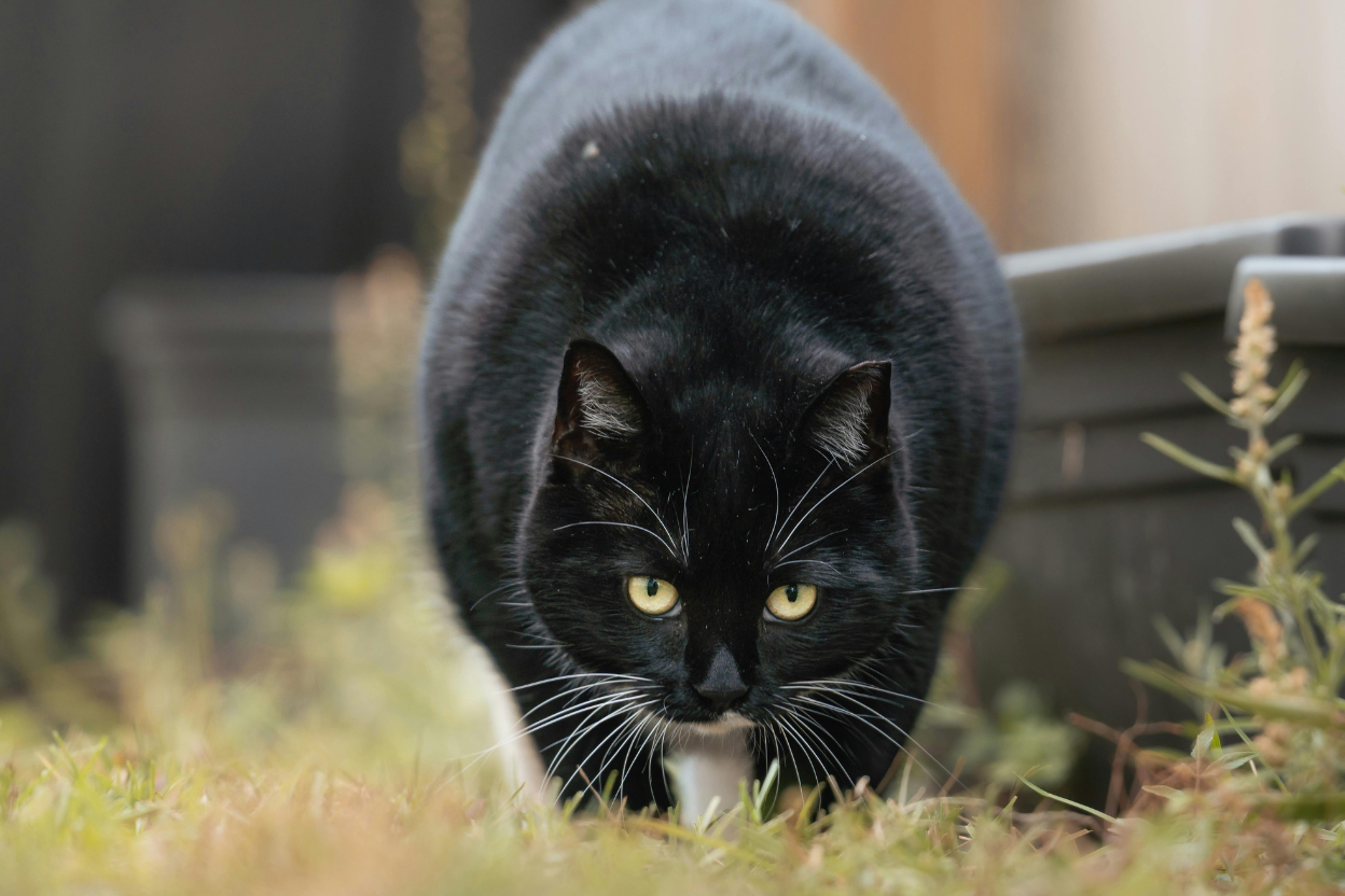 A domestic cat crouched and stalking birds at the edge of a garden hedge.