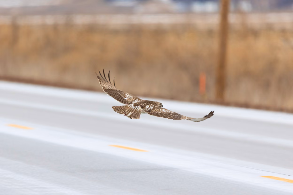A hawk lifting off roadkill on a highway shoulder as traffic approaches.