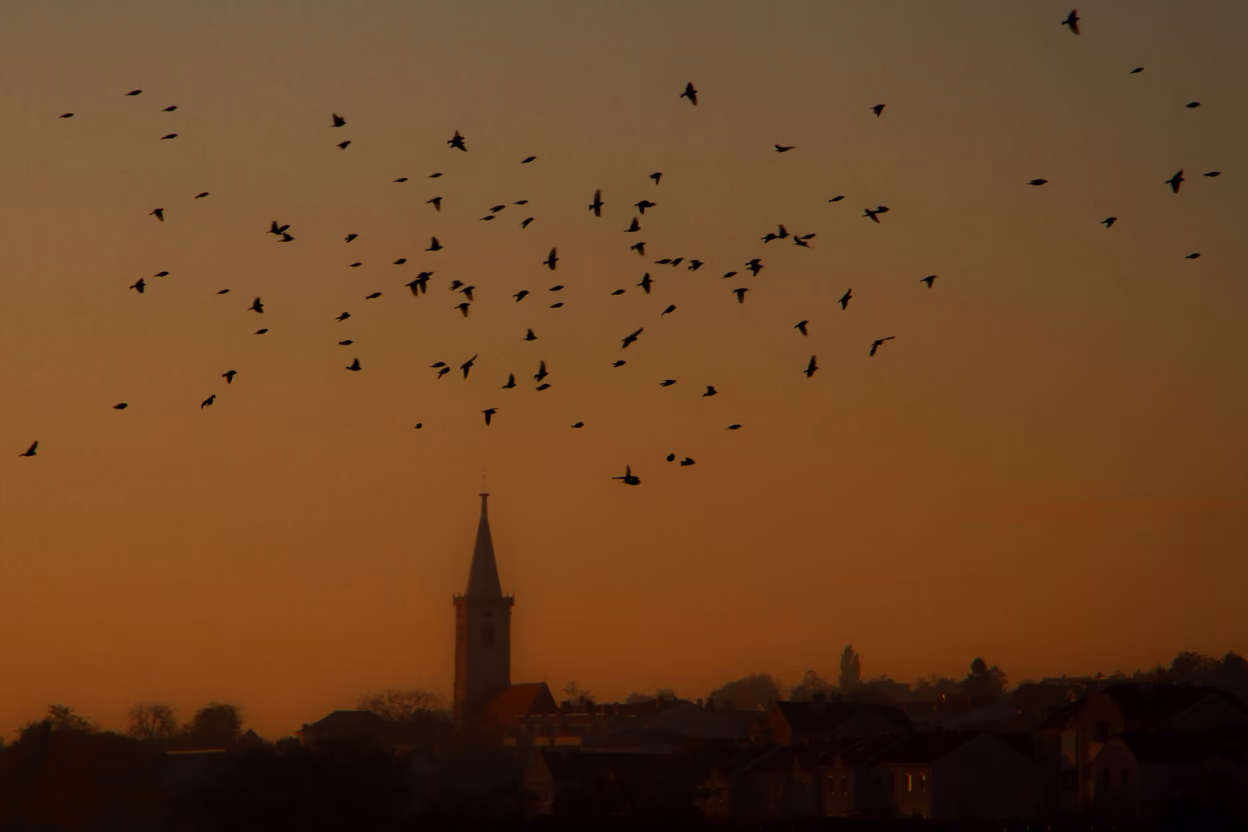 A flock of small songbirds circling a brightly lit building against the night sky.