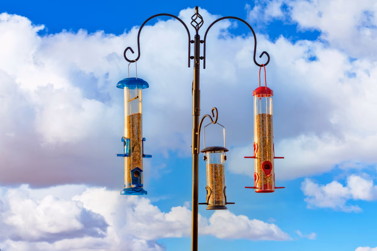 A bird feeder on a tall pole with a baffle, placed in the open well away from shrubs.